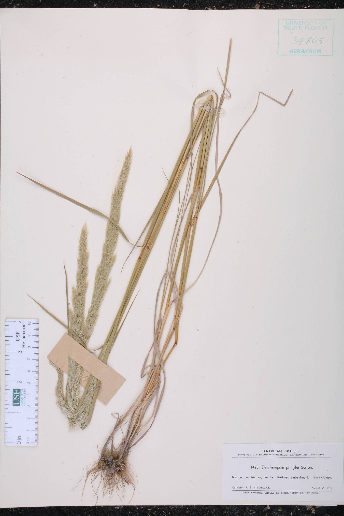 Deschampsia pringlei image