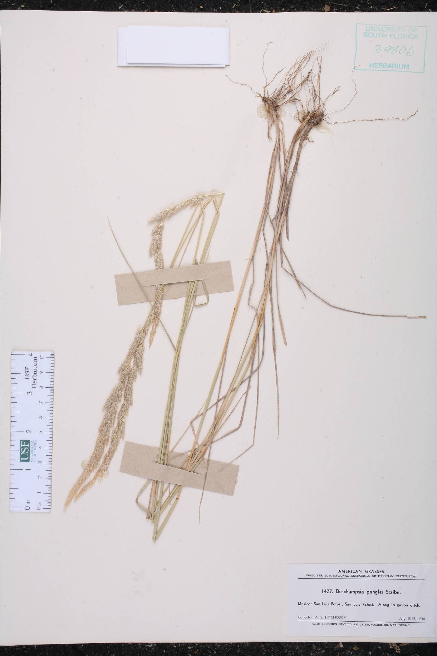 Deschampsia pringlei image