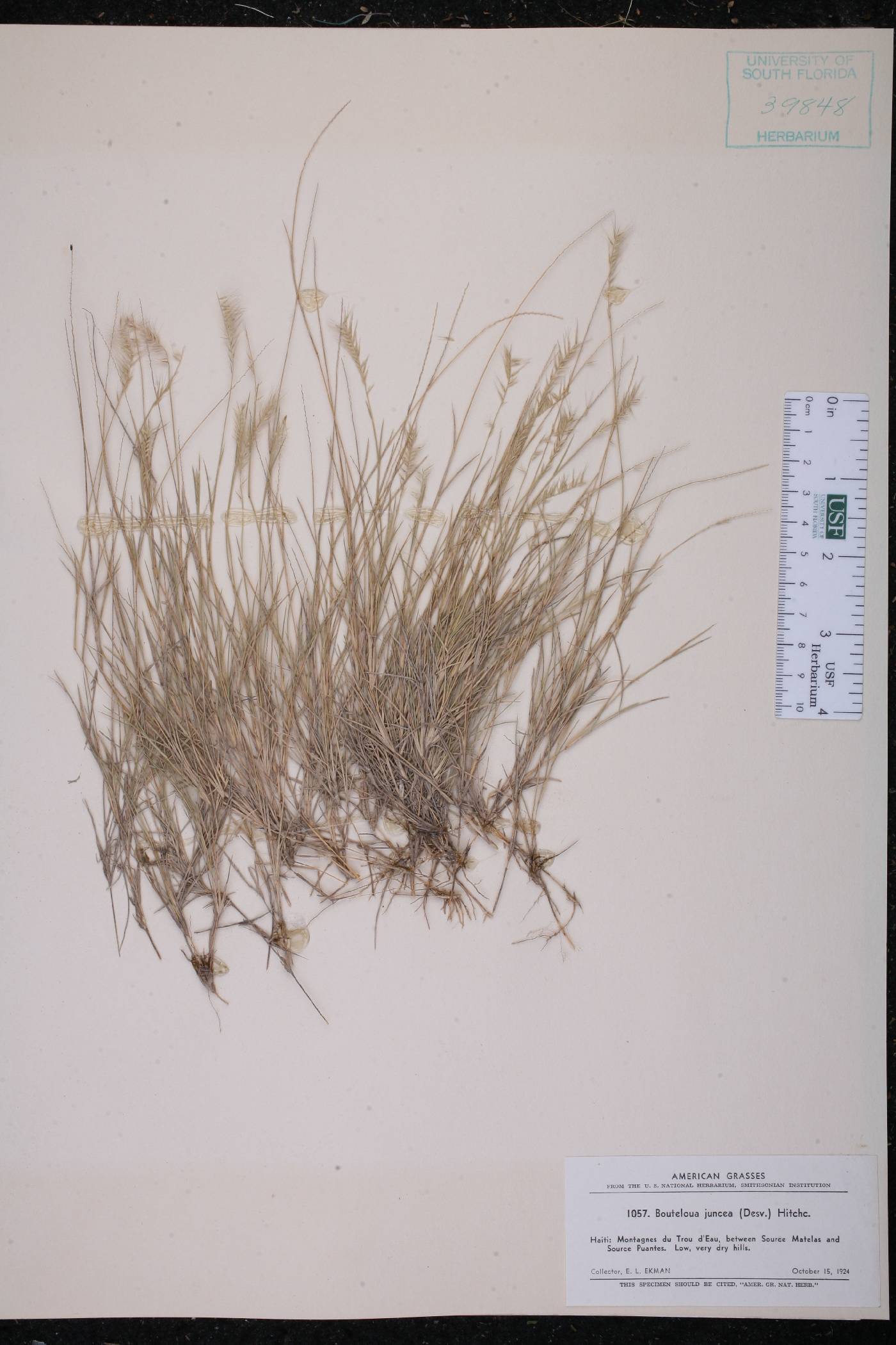 Bouteloua juncea image