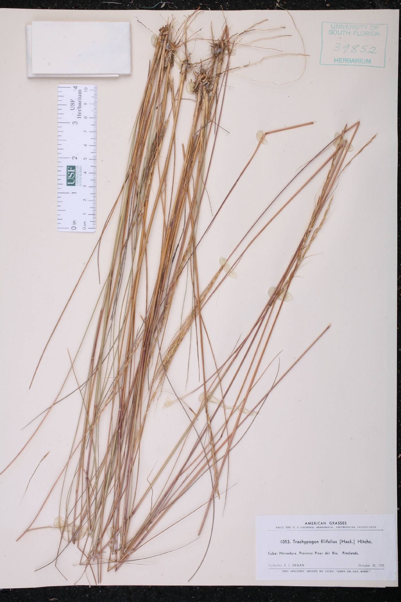 Trachypogon macroglossus image