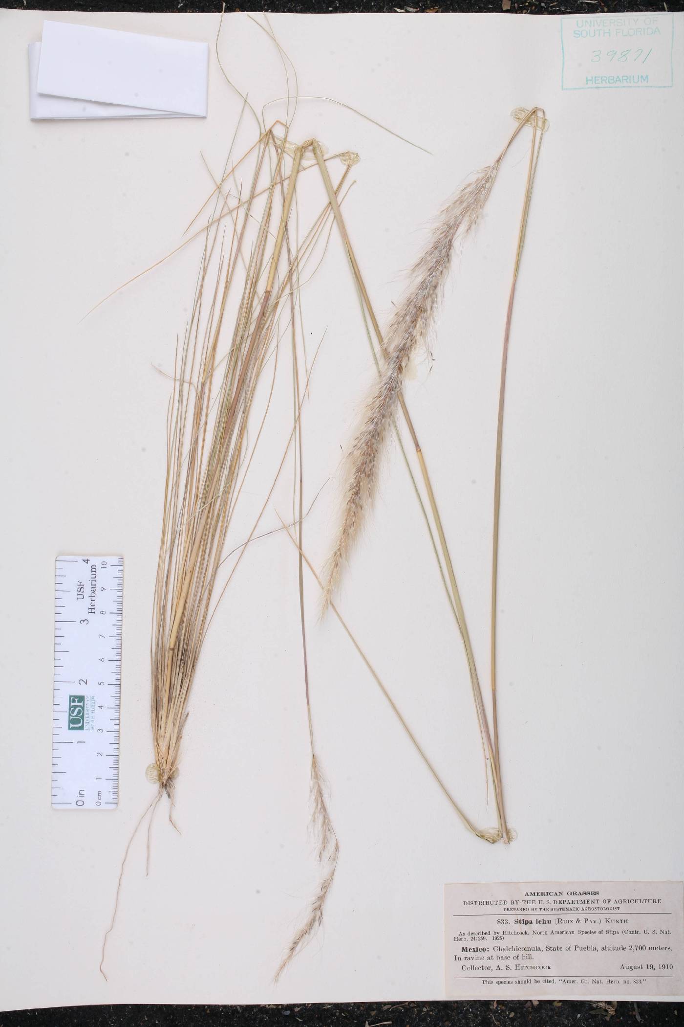 Stipa ichu image