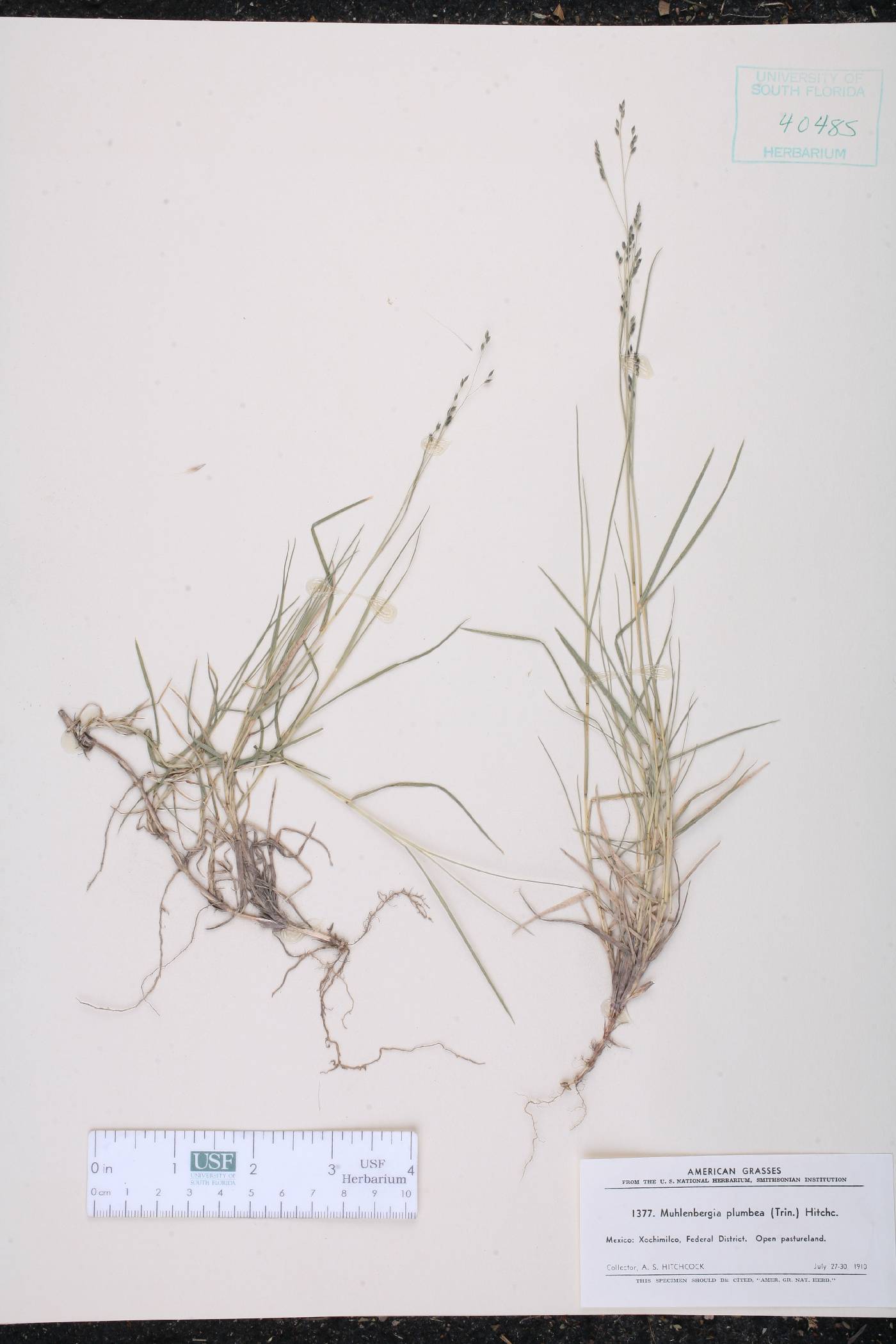 Muhlenbergia plumbea image