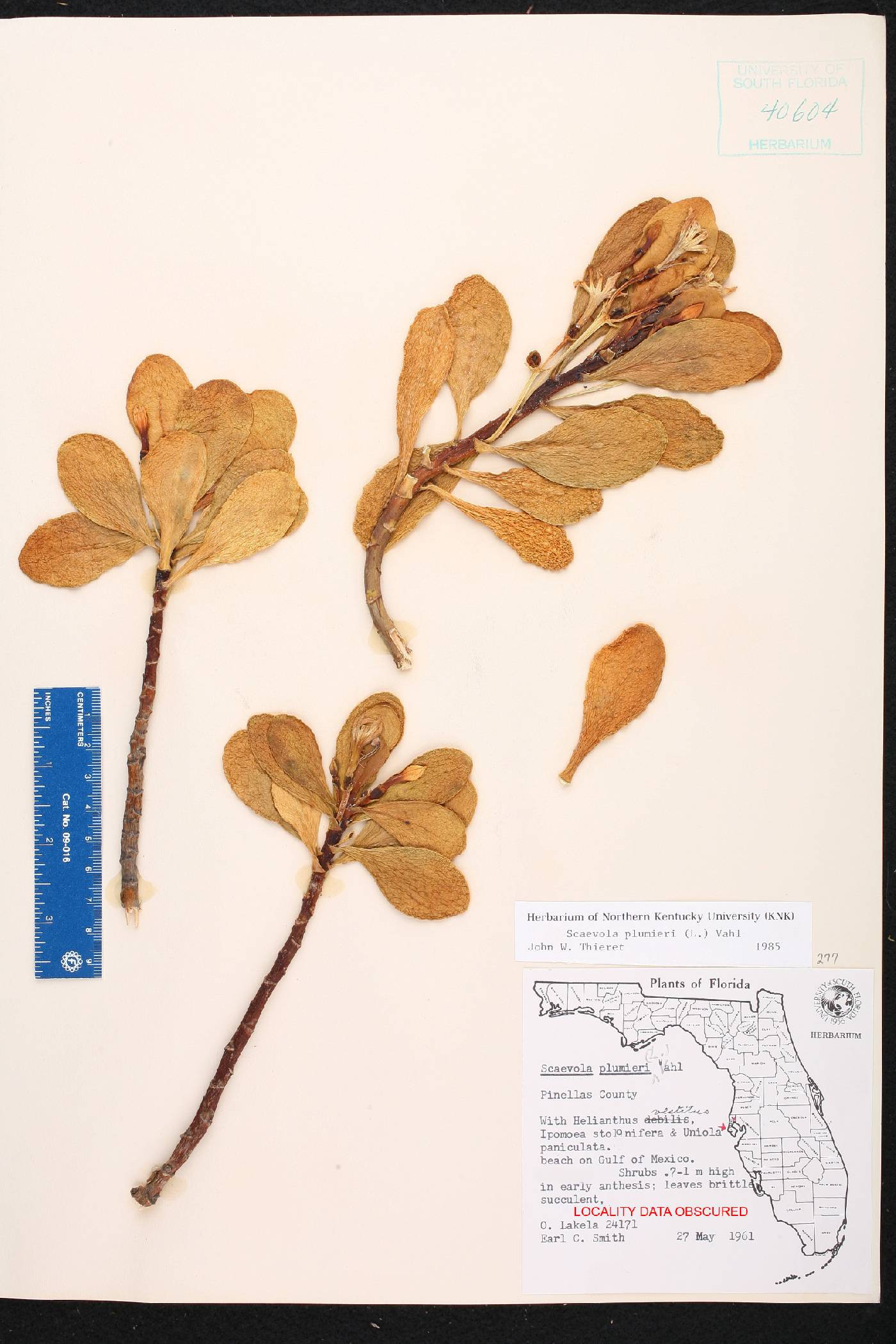 Scaevola plumieri image