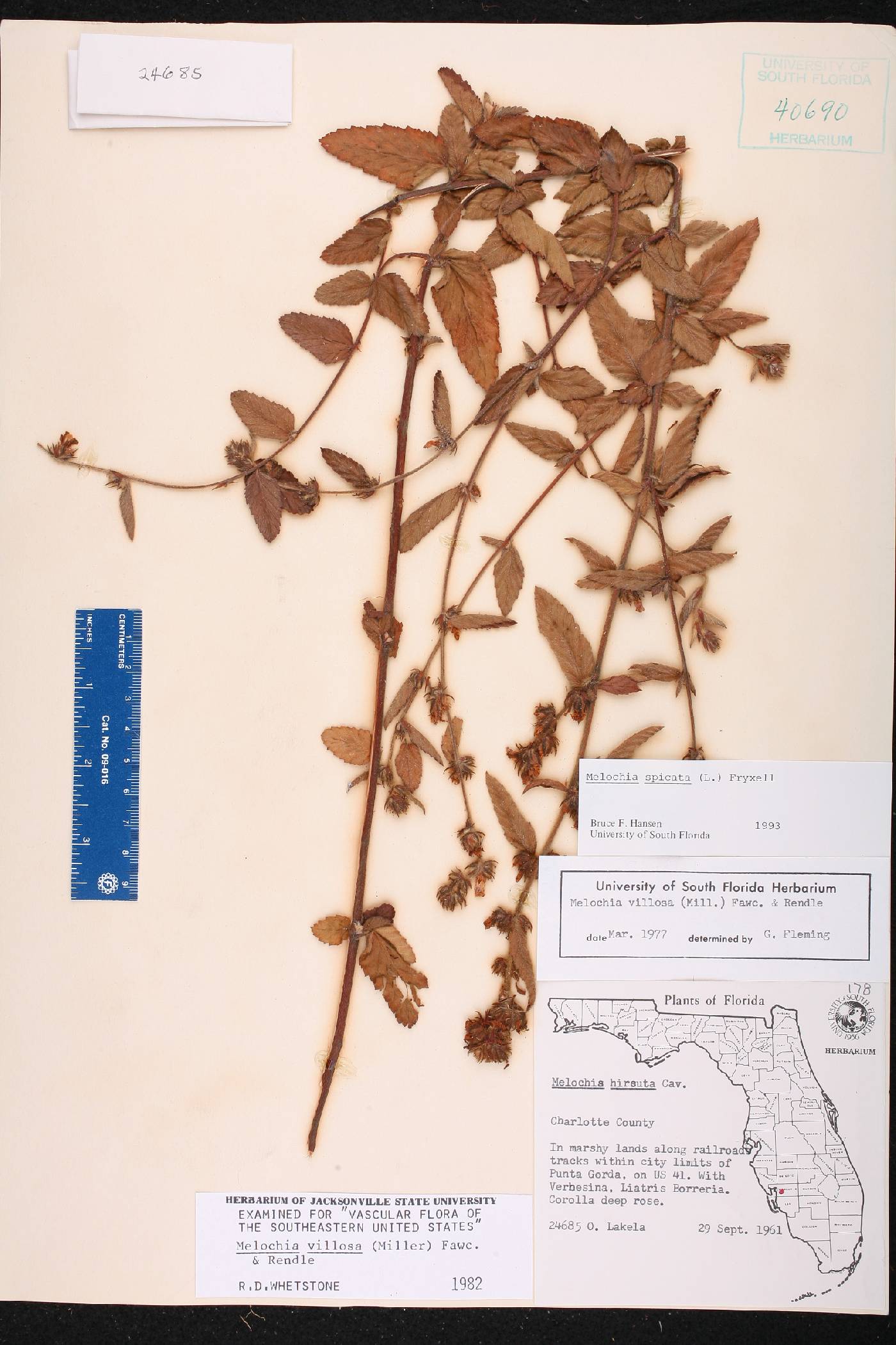 Melochia spicata image