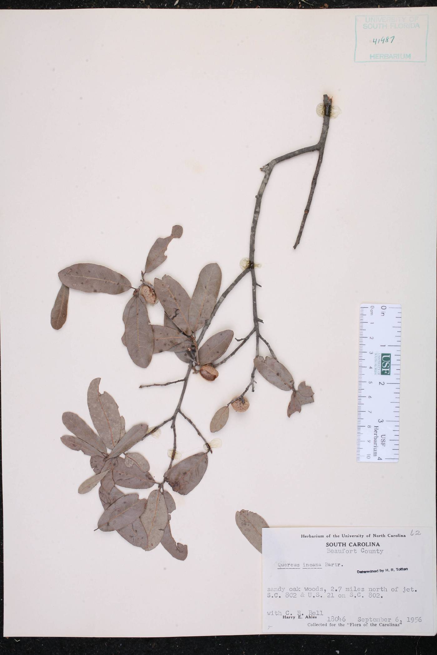 Quercus incana image