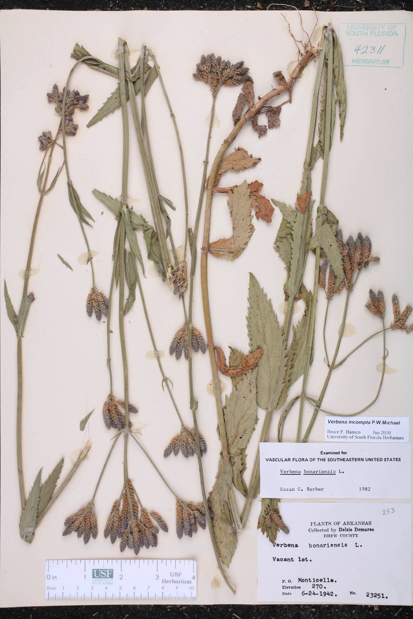 Verbena incompta image