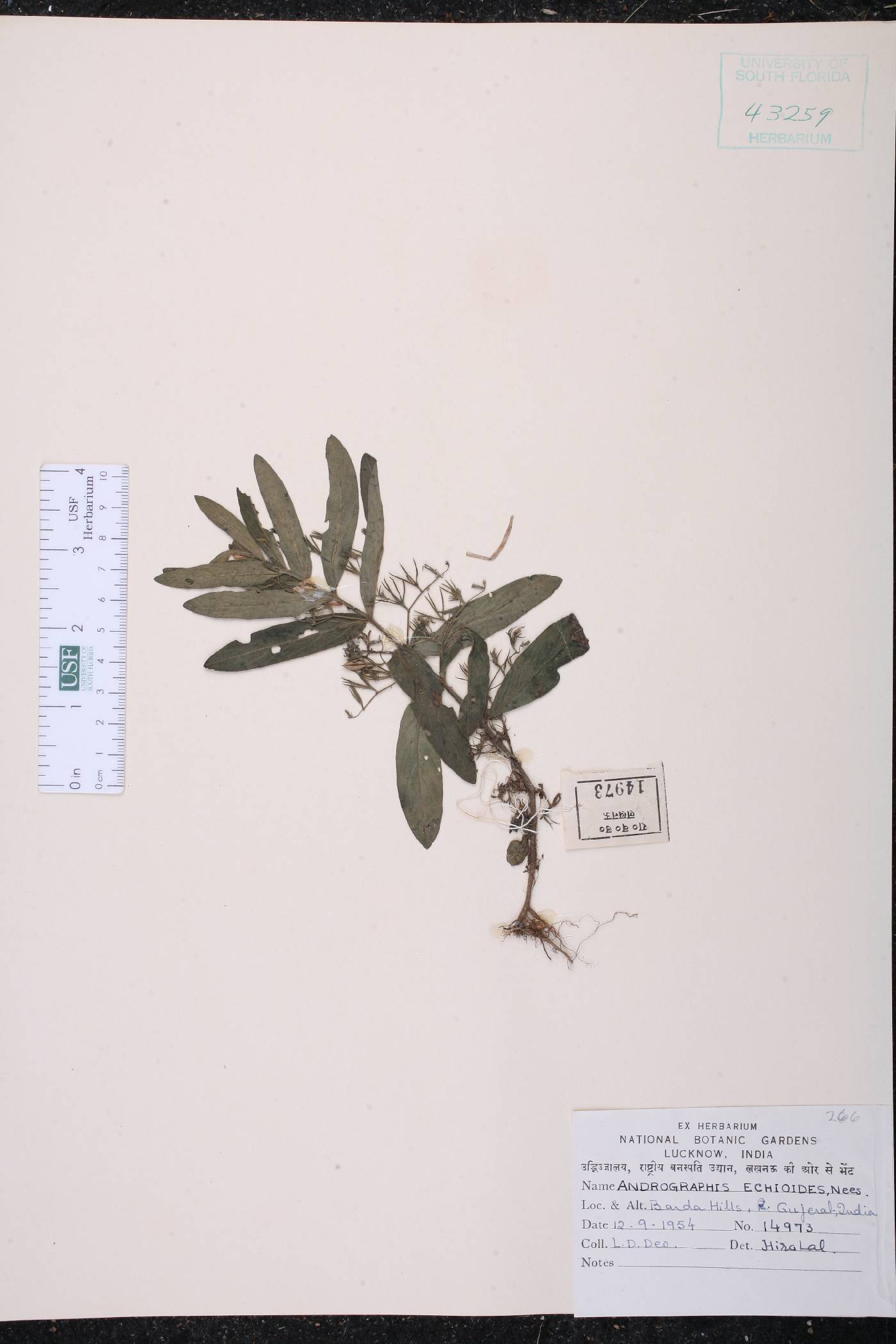 Andrographis echioides image