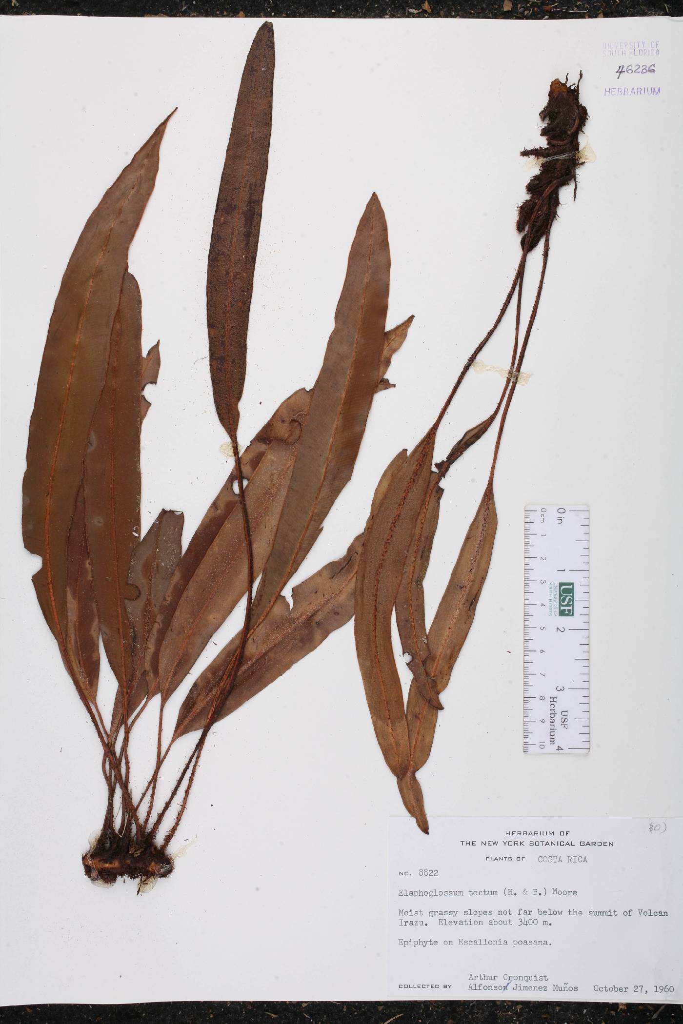 Elaphoglossum tectum image