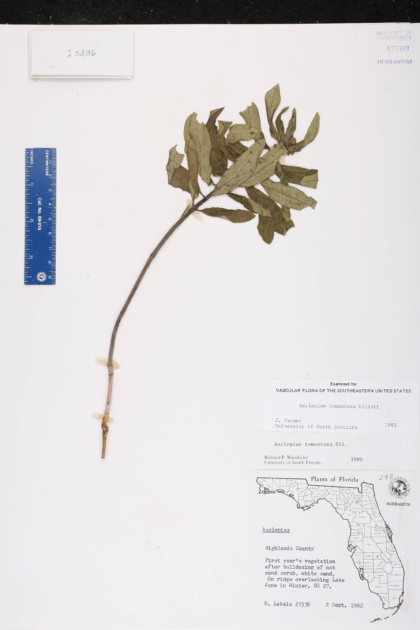 Asclepias tomentosa image