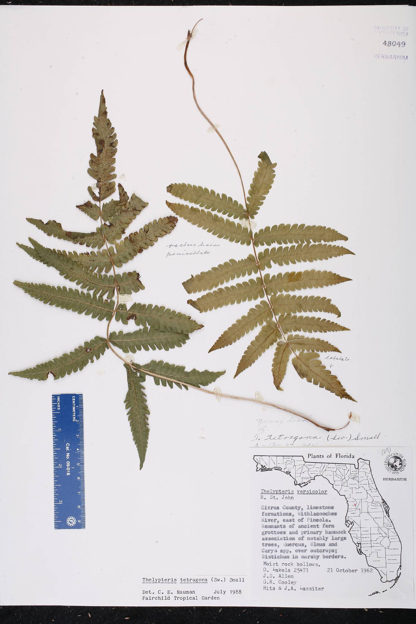 Thelypteris tetragona image