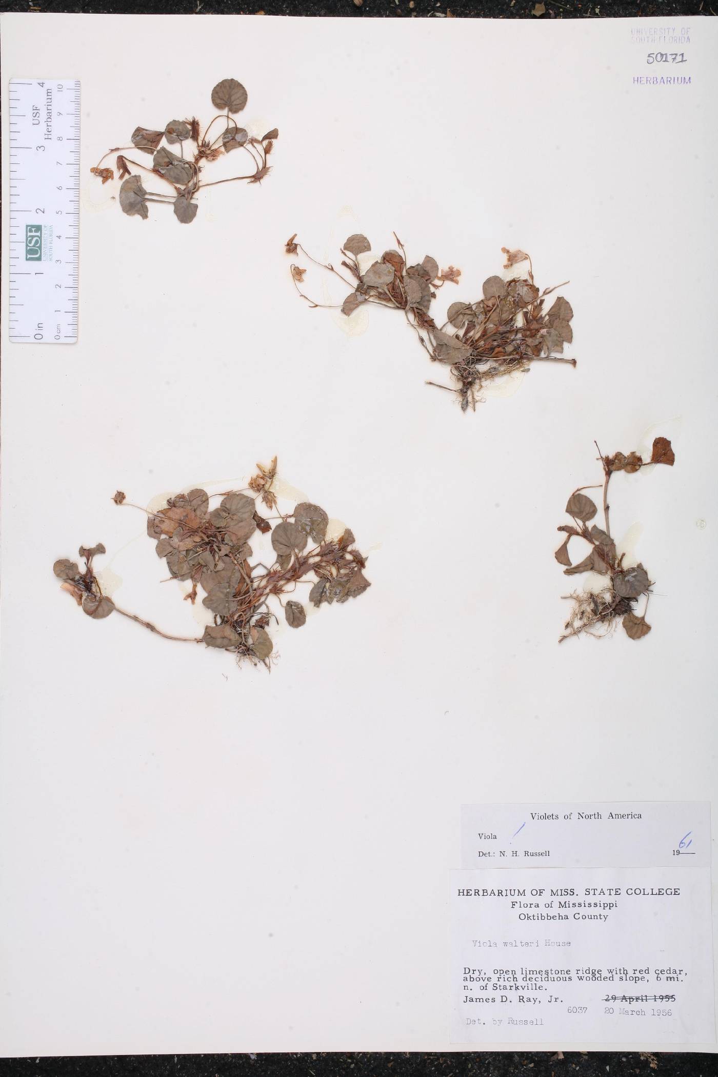 Viola walteri image