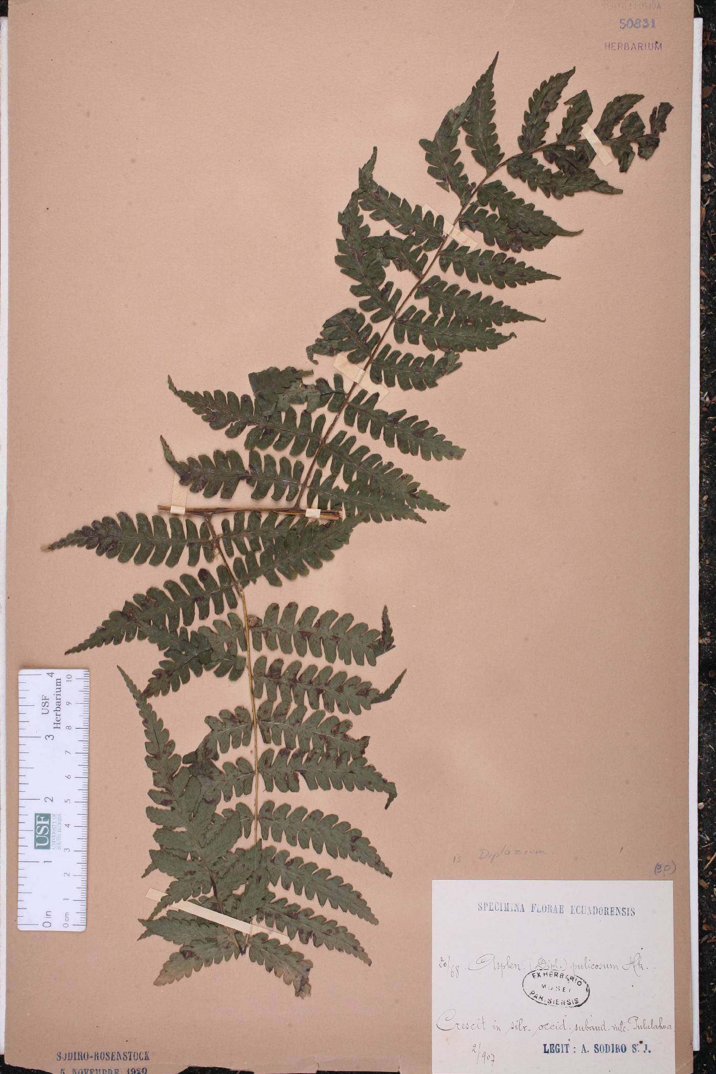 Diplazium pulicosum image