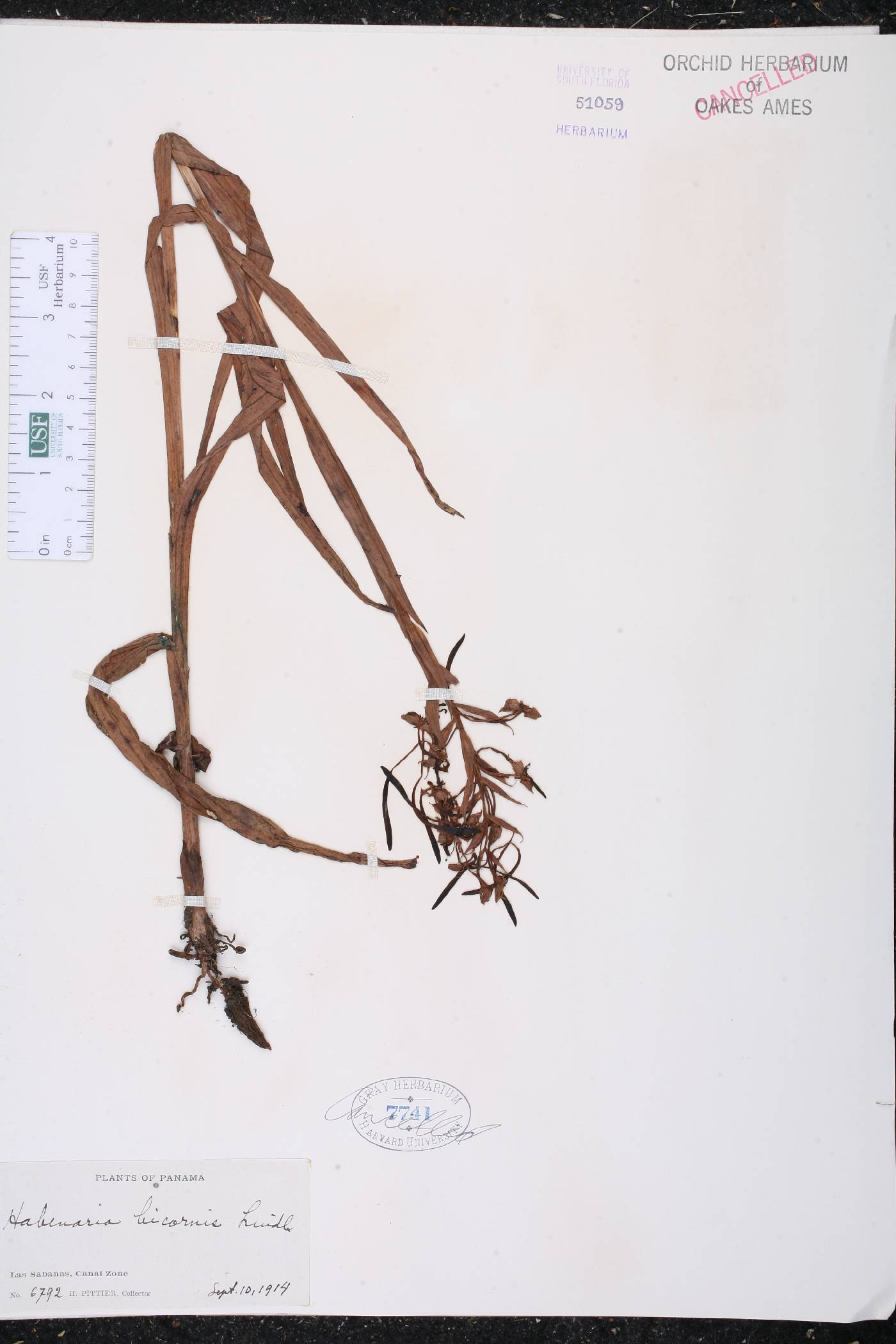 Habenaria bicornis image