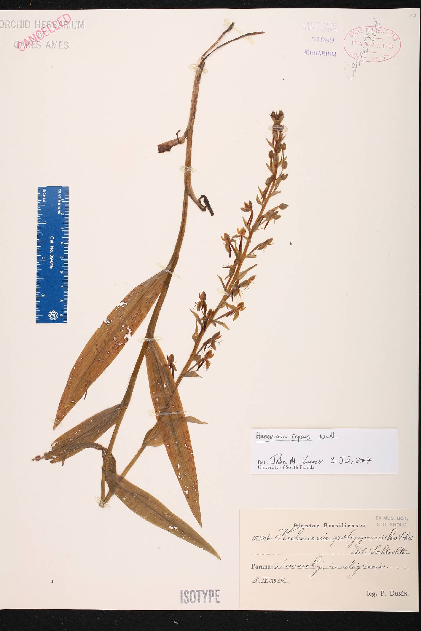 Habenaria repens image