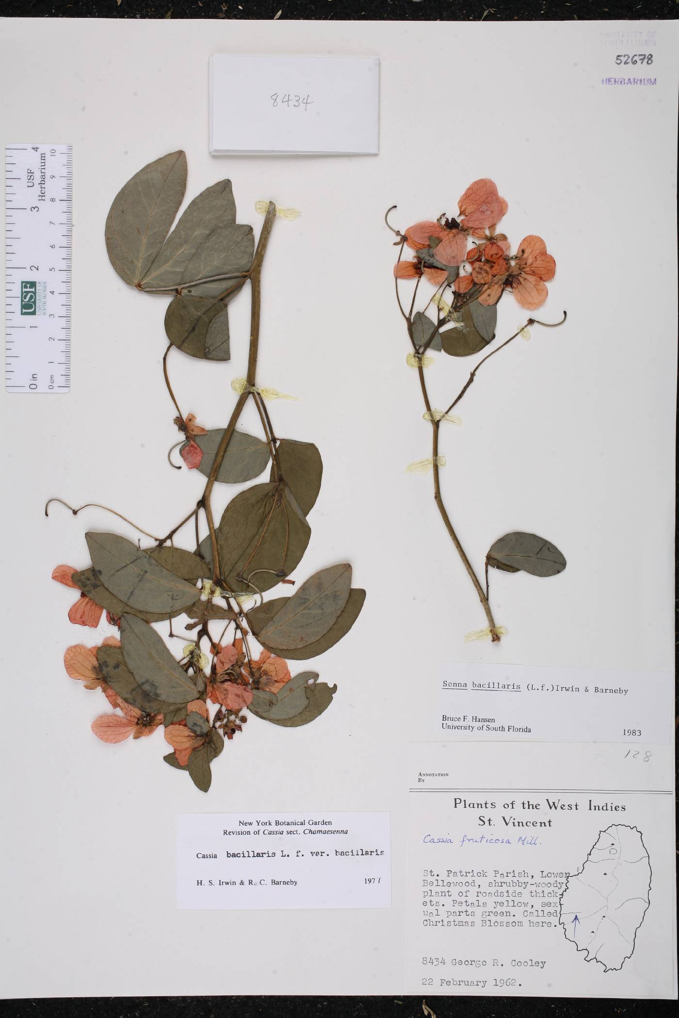 Senna bacillaris image