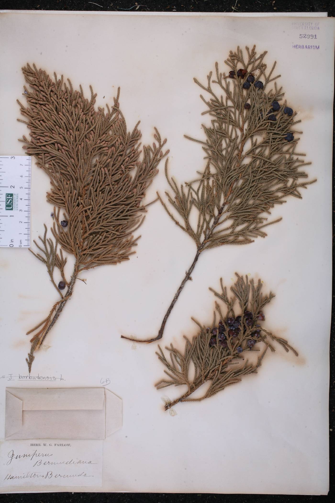 Juniperus bermudiana image