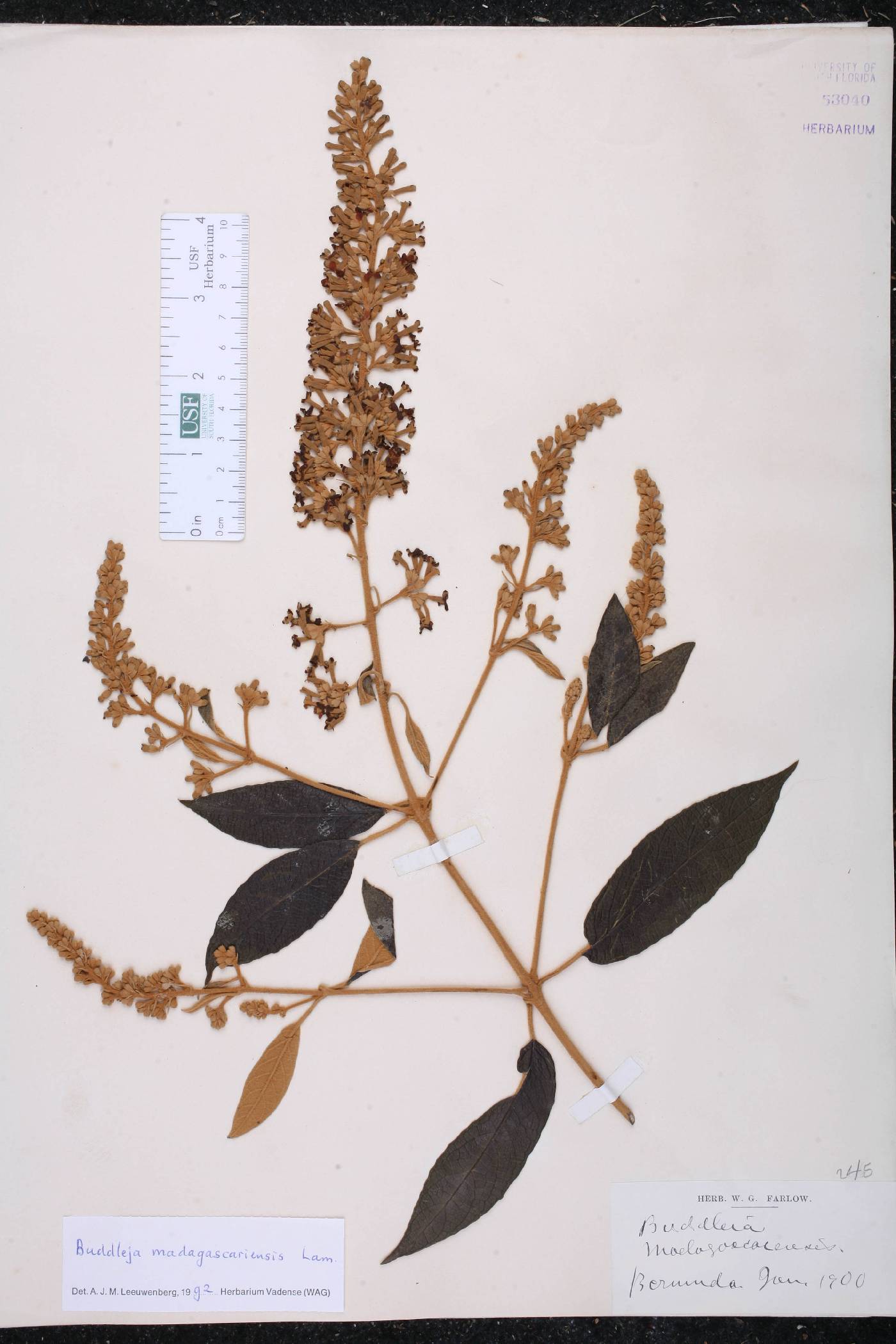 Buddleja madagascariensis image