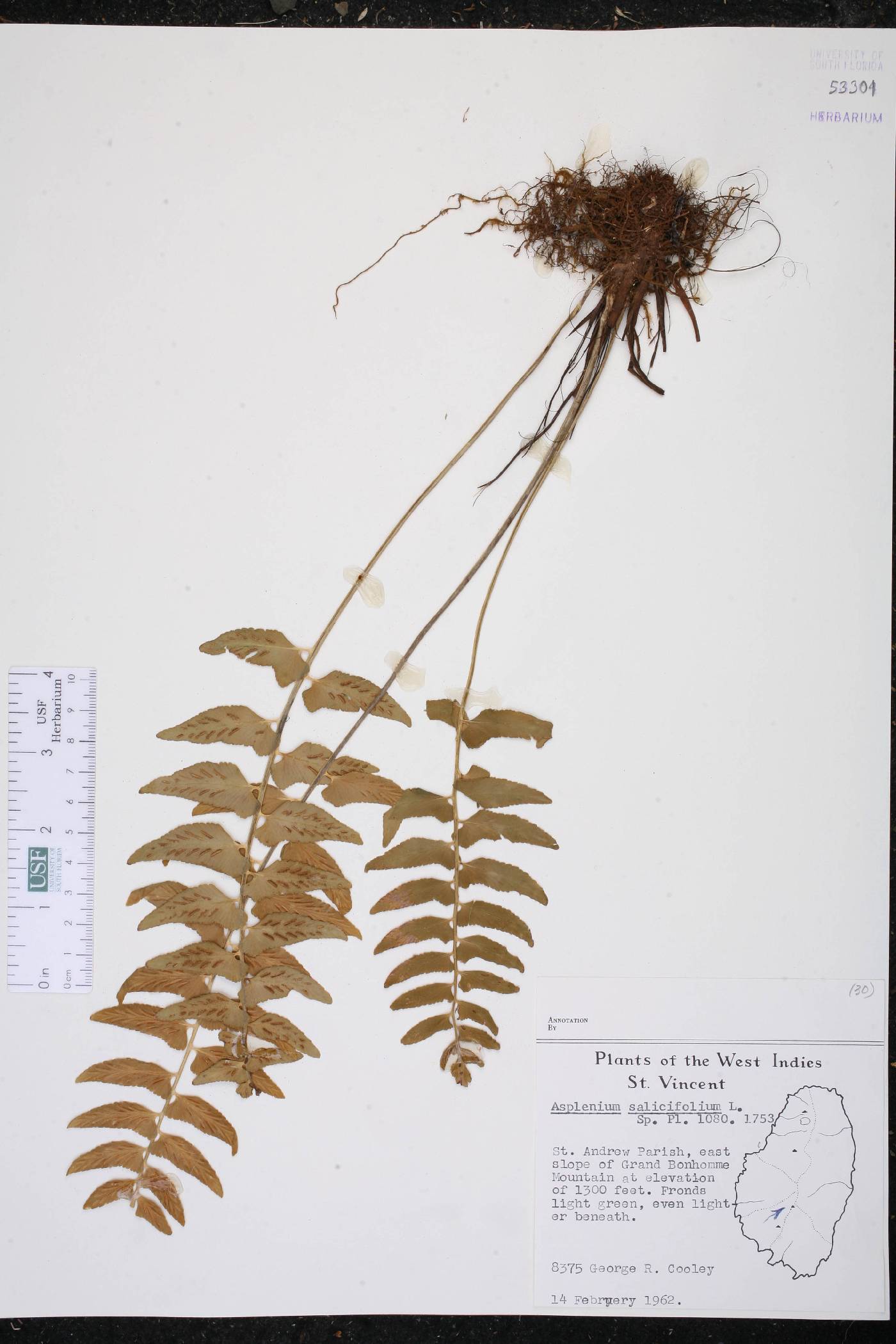 Asplenium salicifolium image