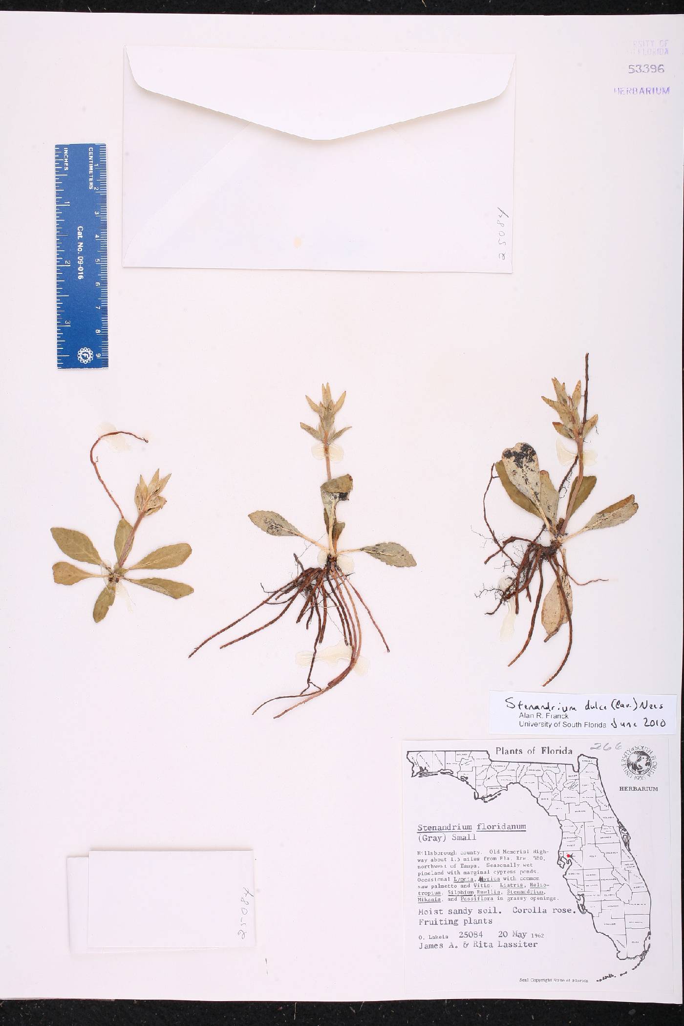 Stenandrium dulce image