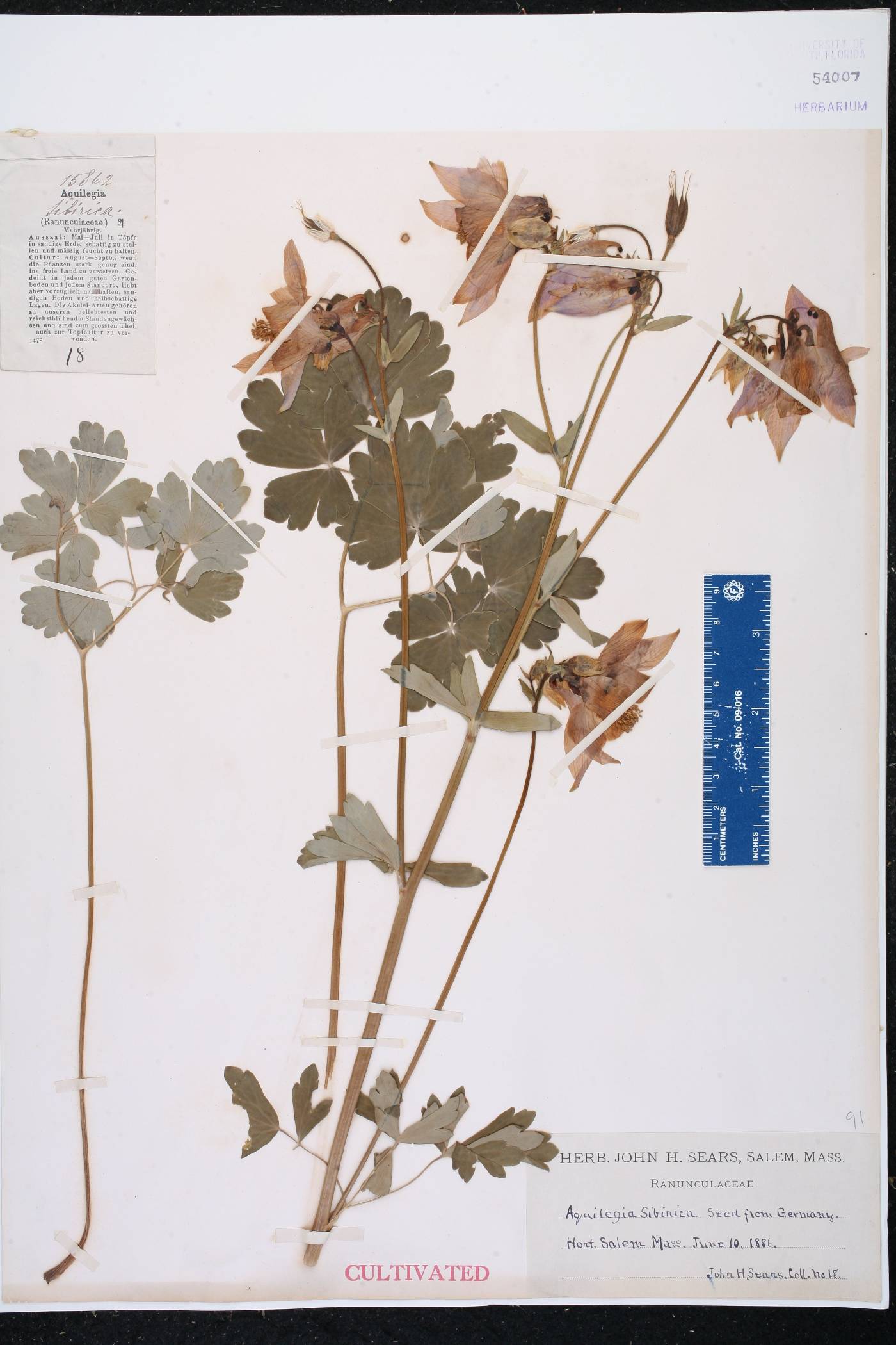 Aquilegia sibirica image