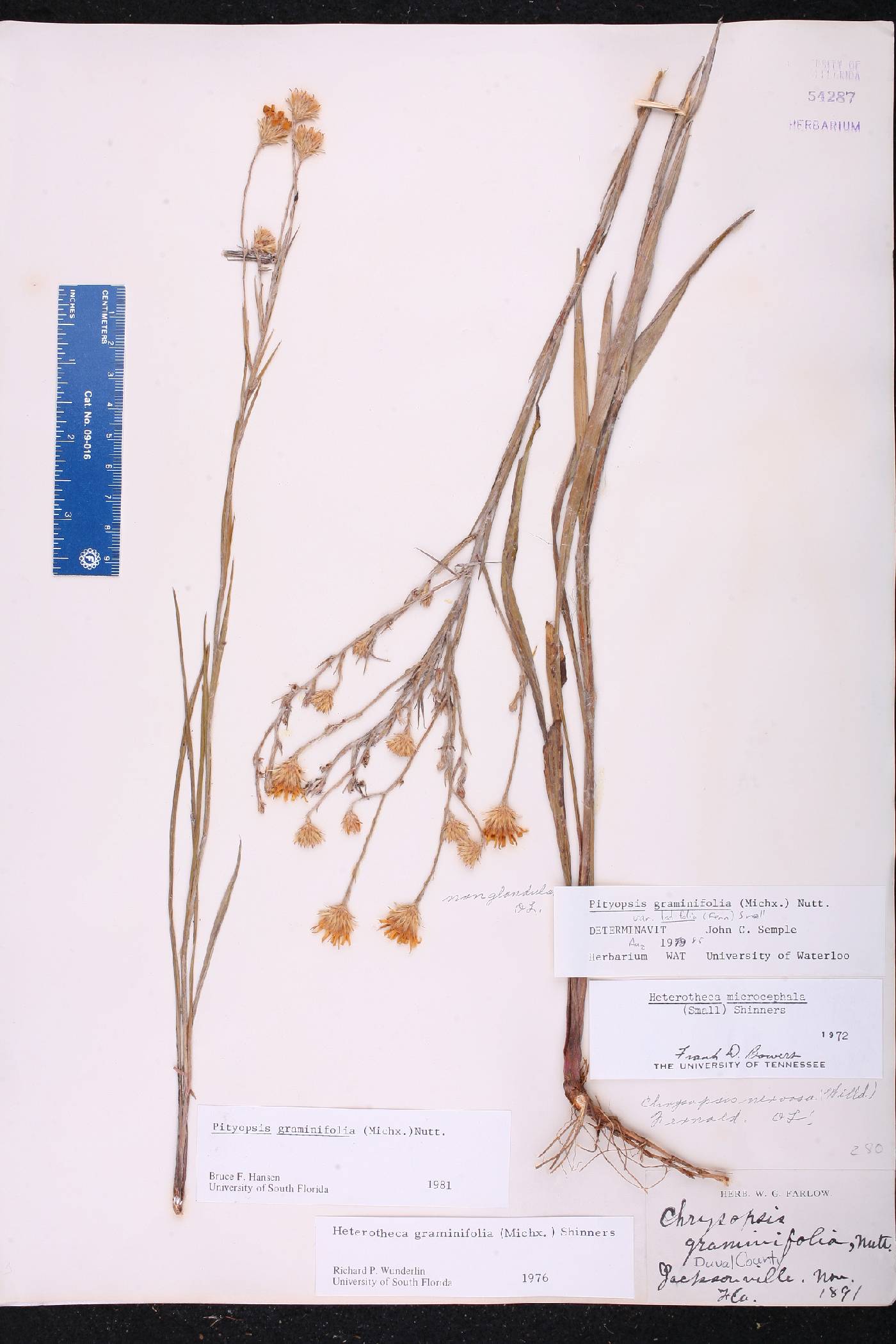 Pityopsis graminifolia image