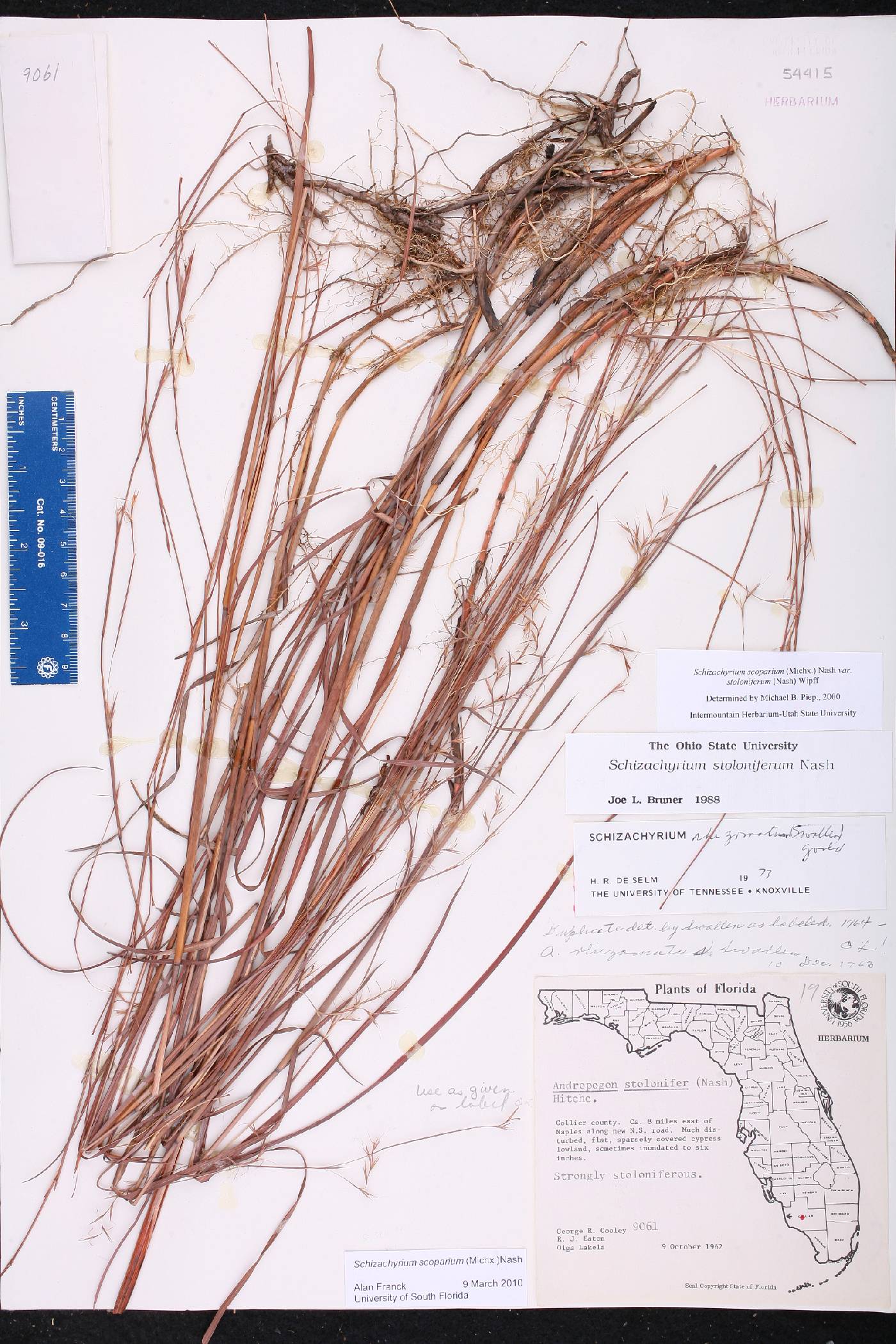 Schizachyrium stoloniferum image
