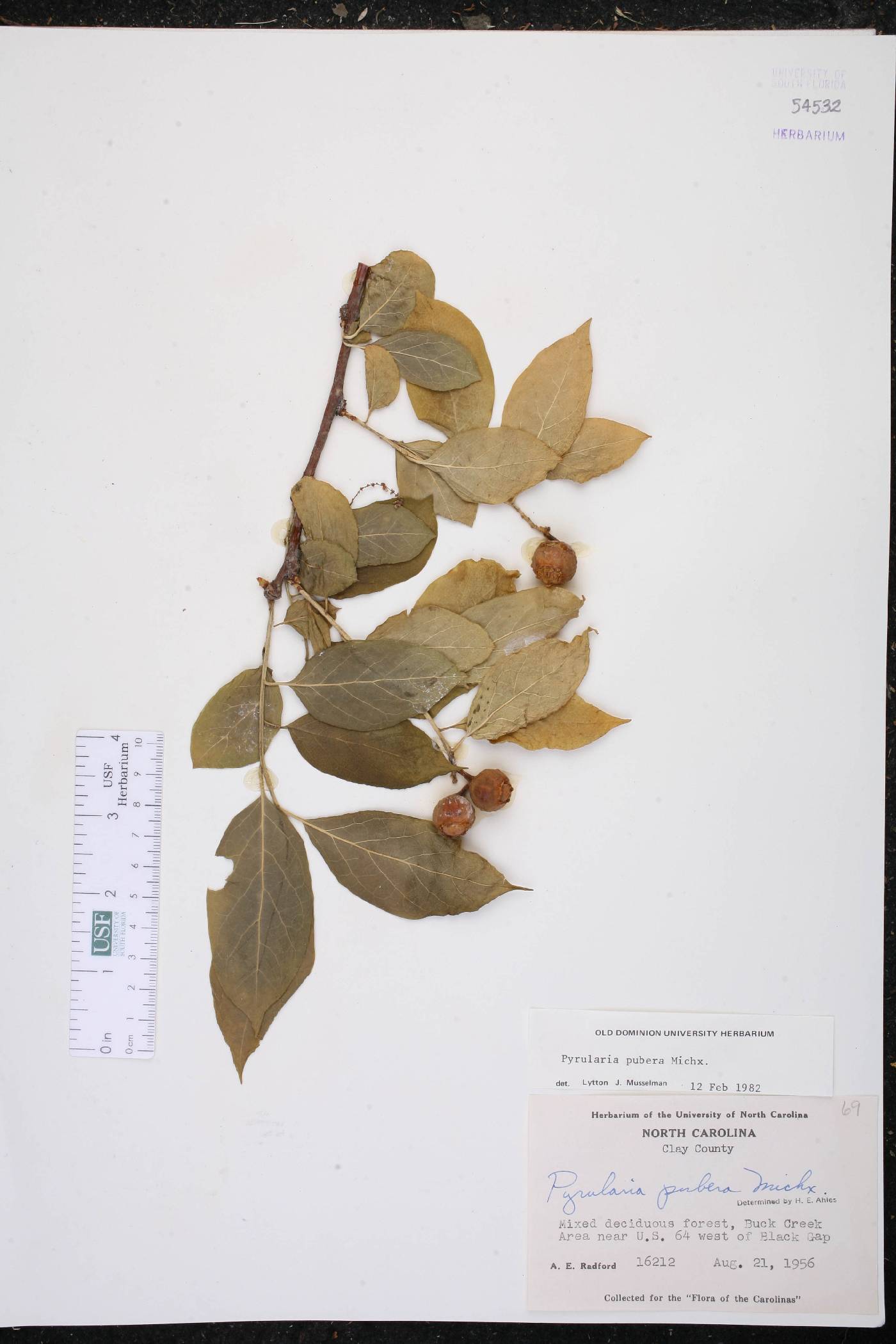 Pyrularia pubera image