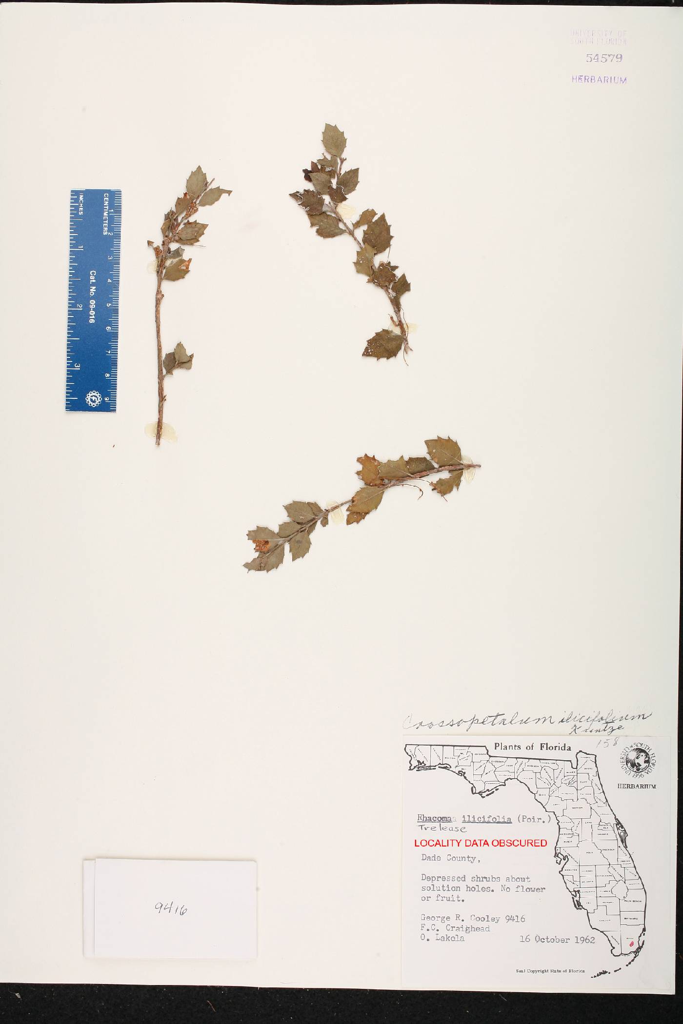 Crossopetalum ilicifolium image