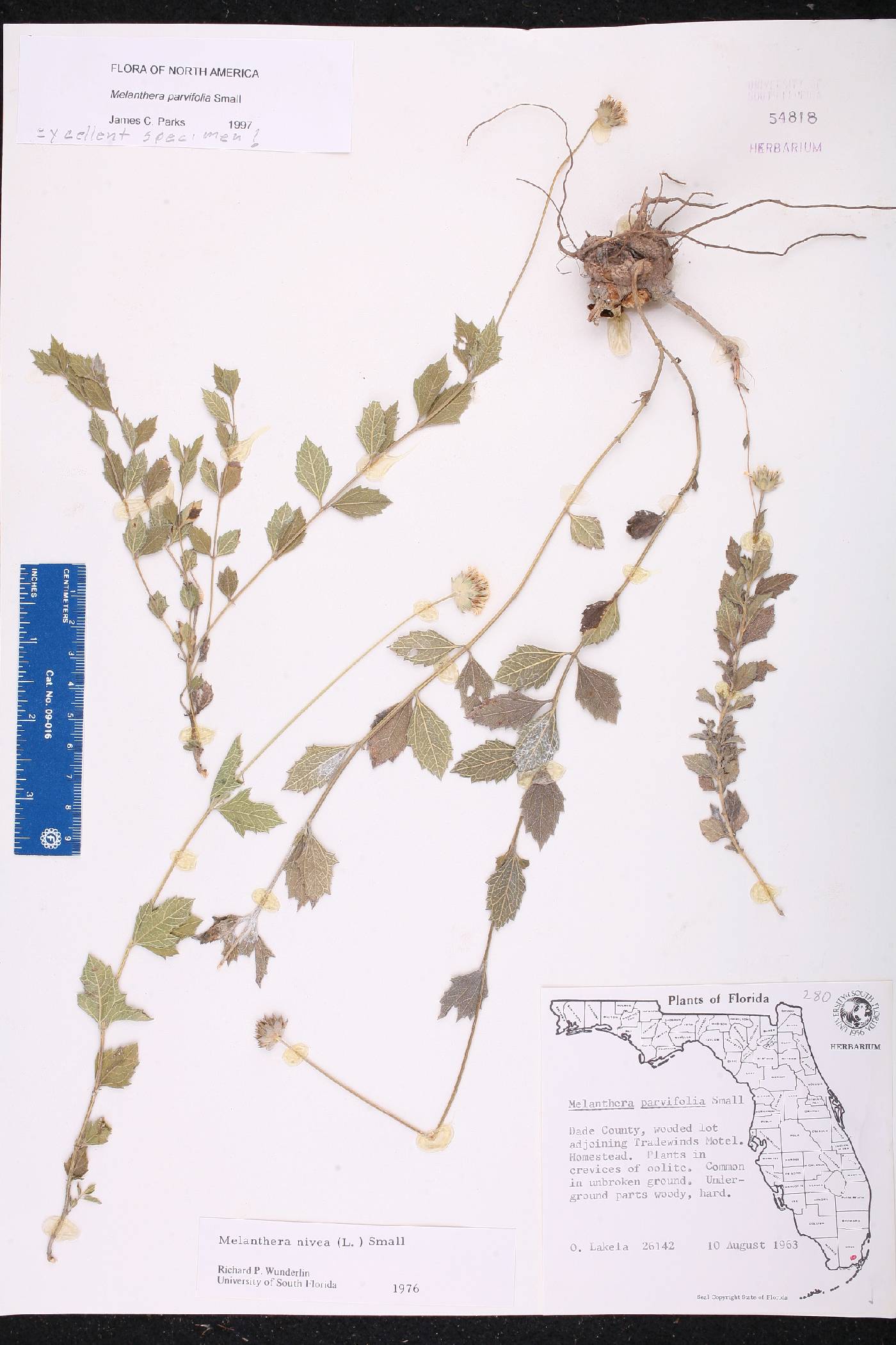 Melanthera parvifolia image