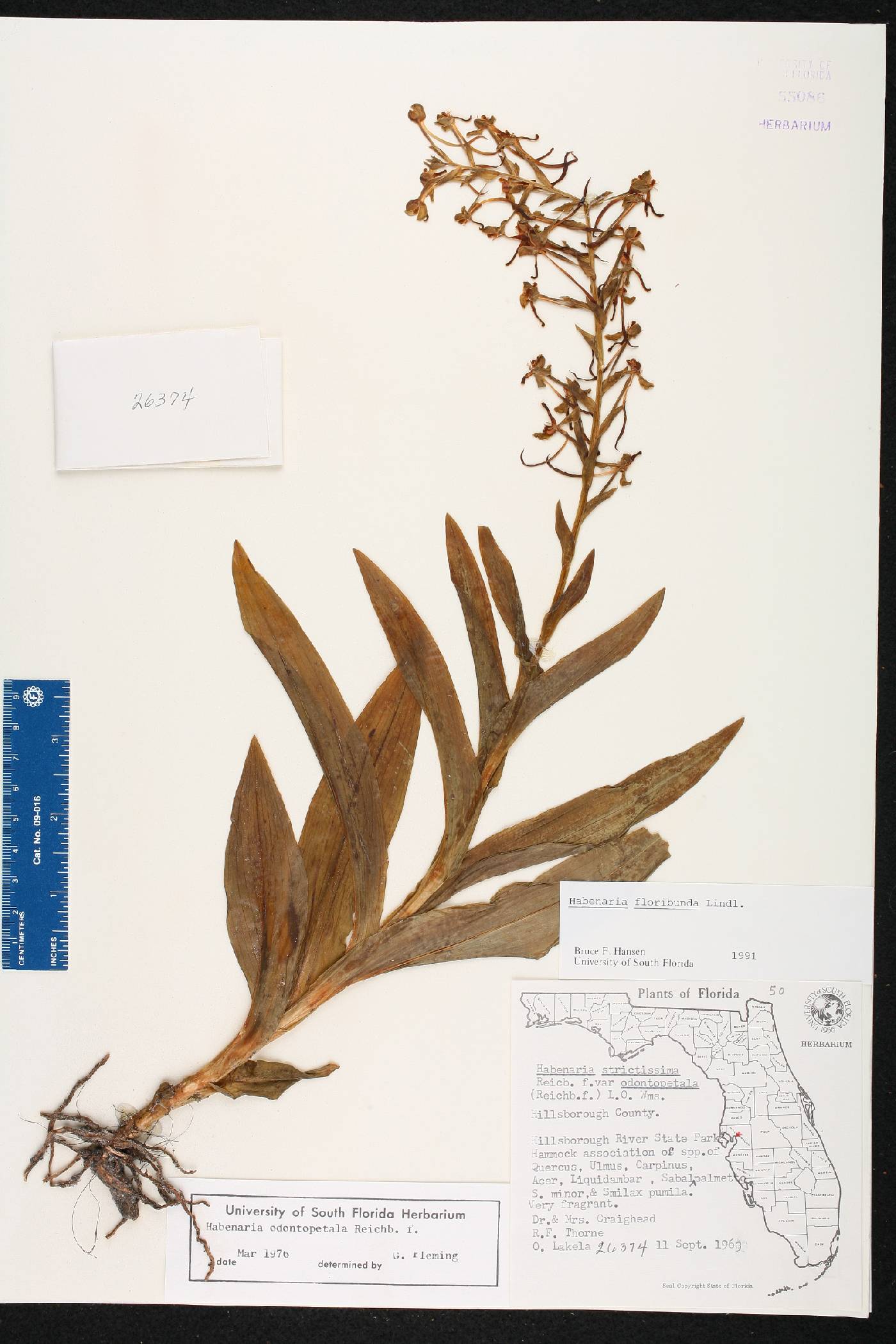 Habenaria floribunda image