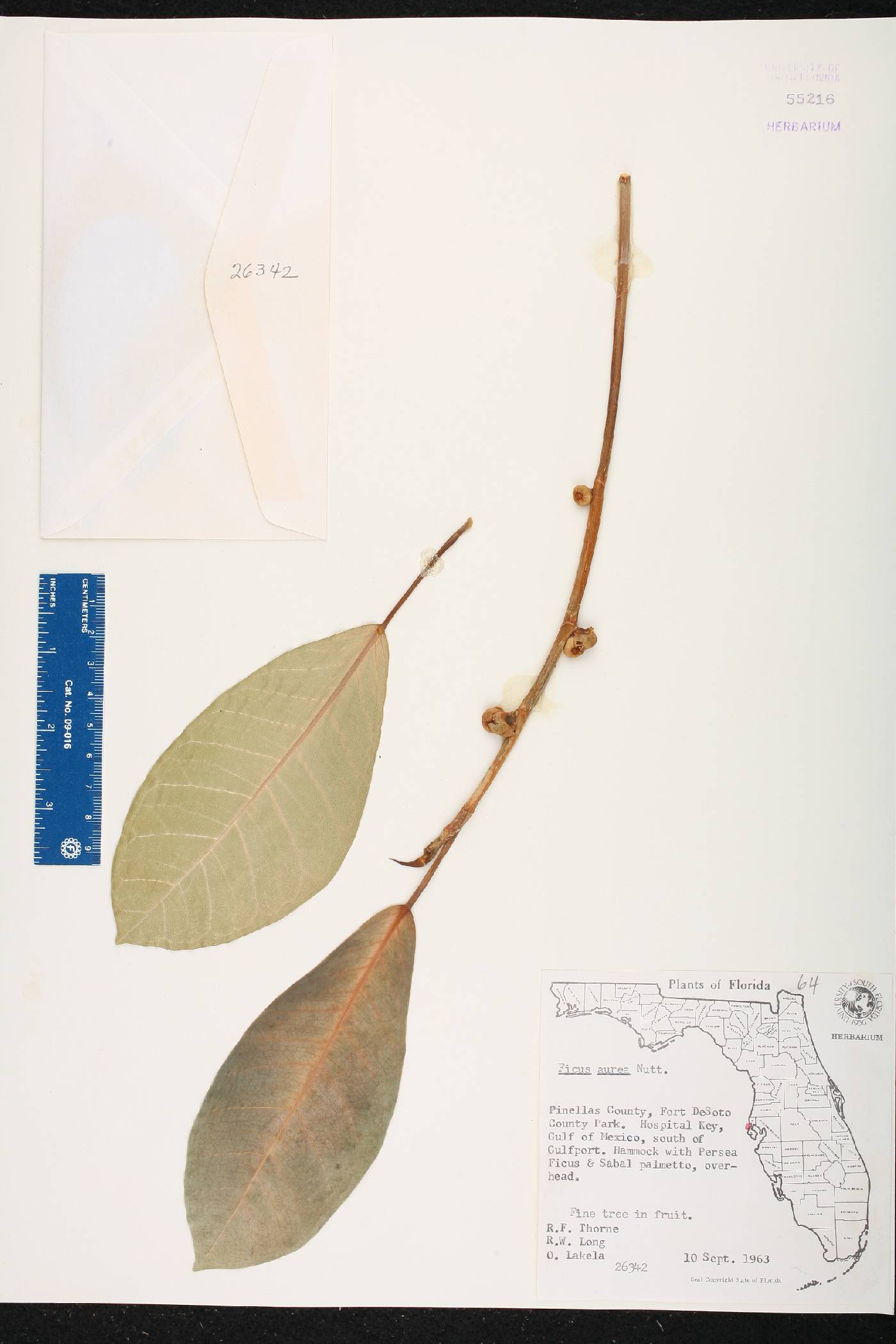 Ficus aurea image