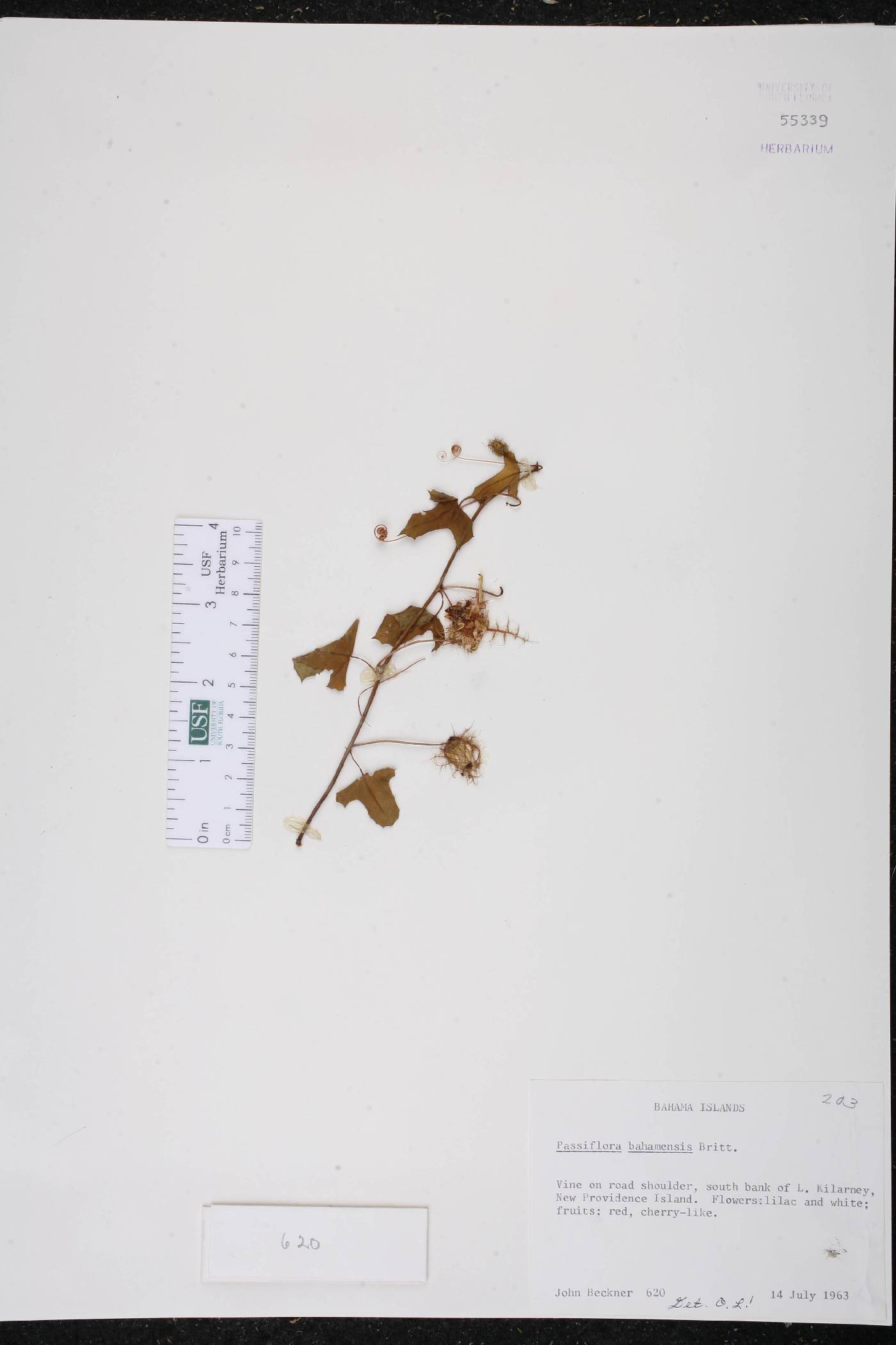 Passiflora bahamensis image