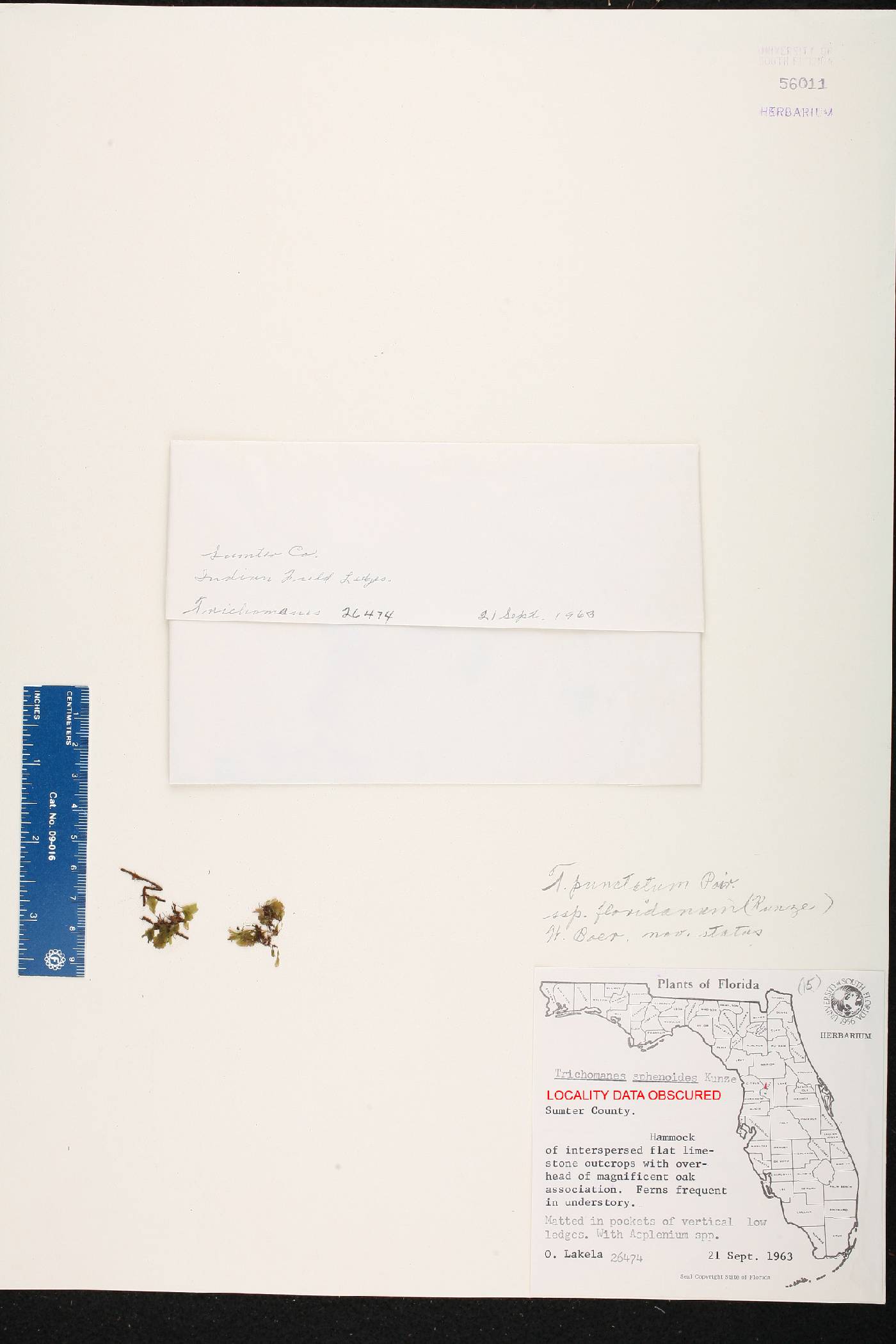 Trichomanes punctatum subsp. floridanum image