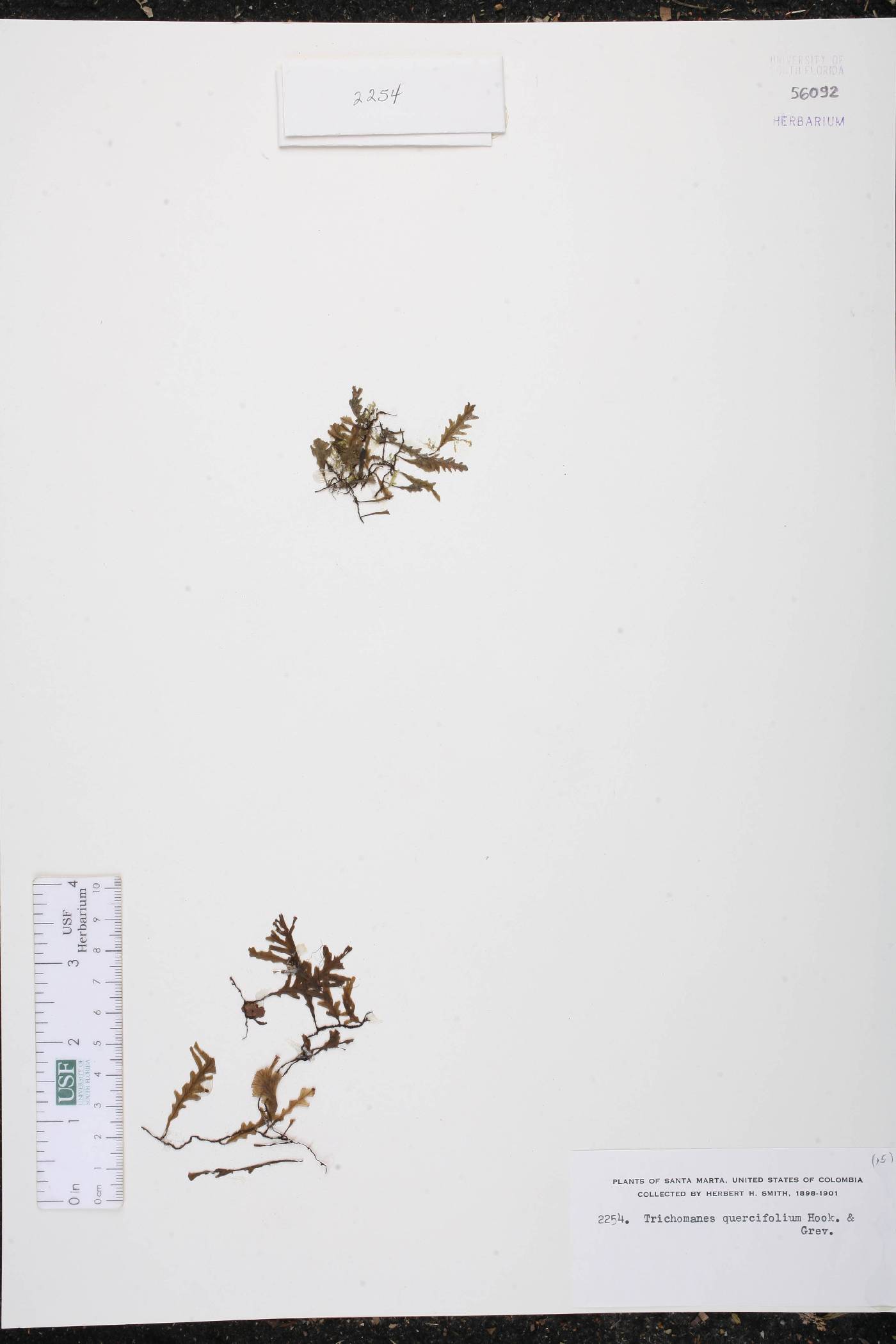 Trichomanes quercifolium image