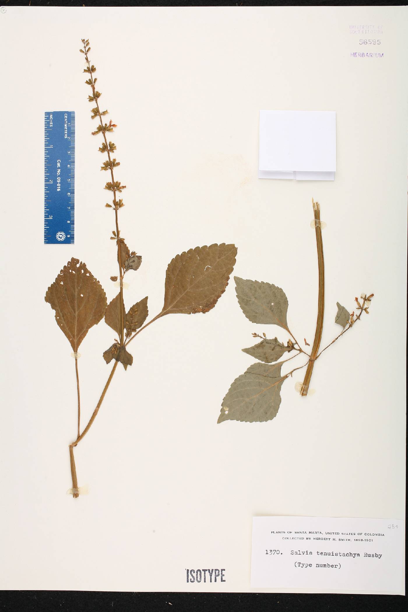 Salvia angulata image