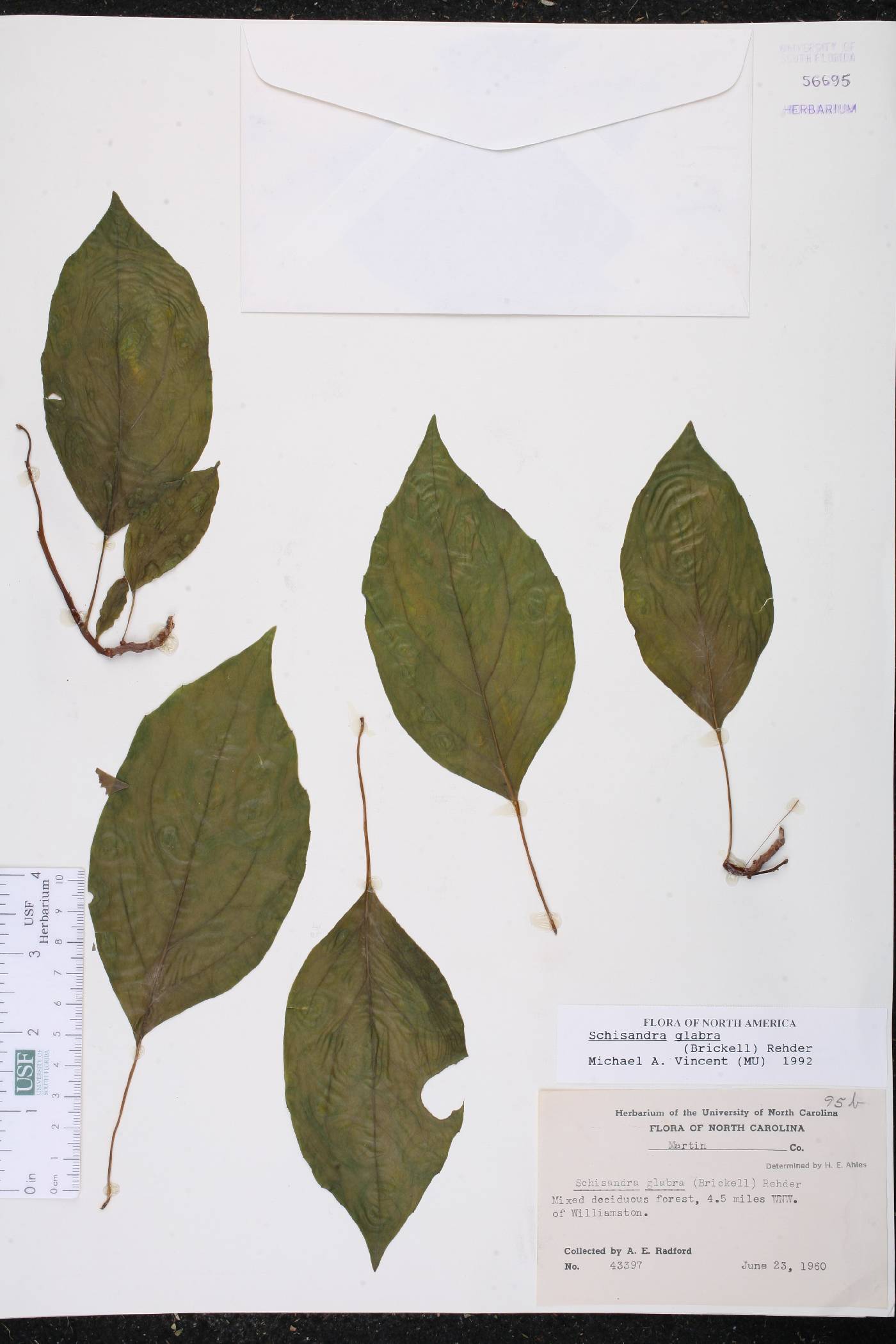 Schisandra glabra image