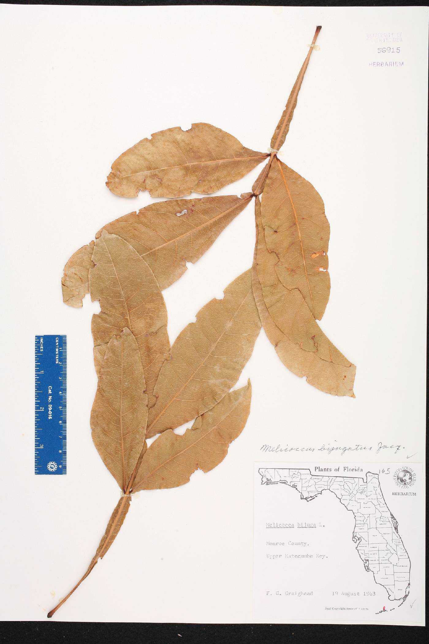 Melicoccus bijugatus image
