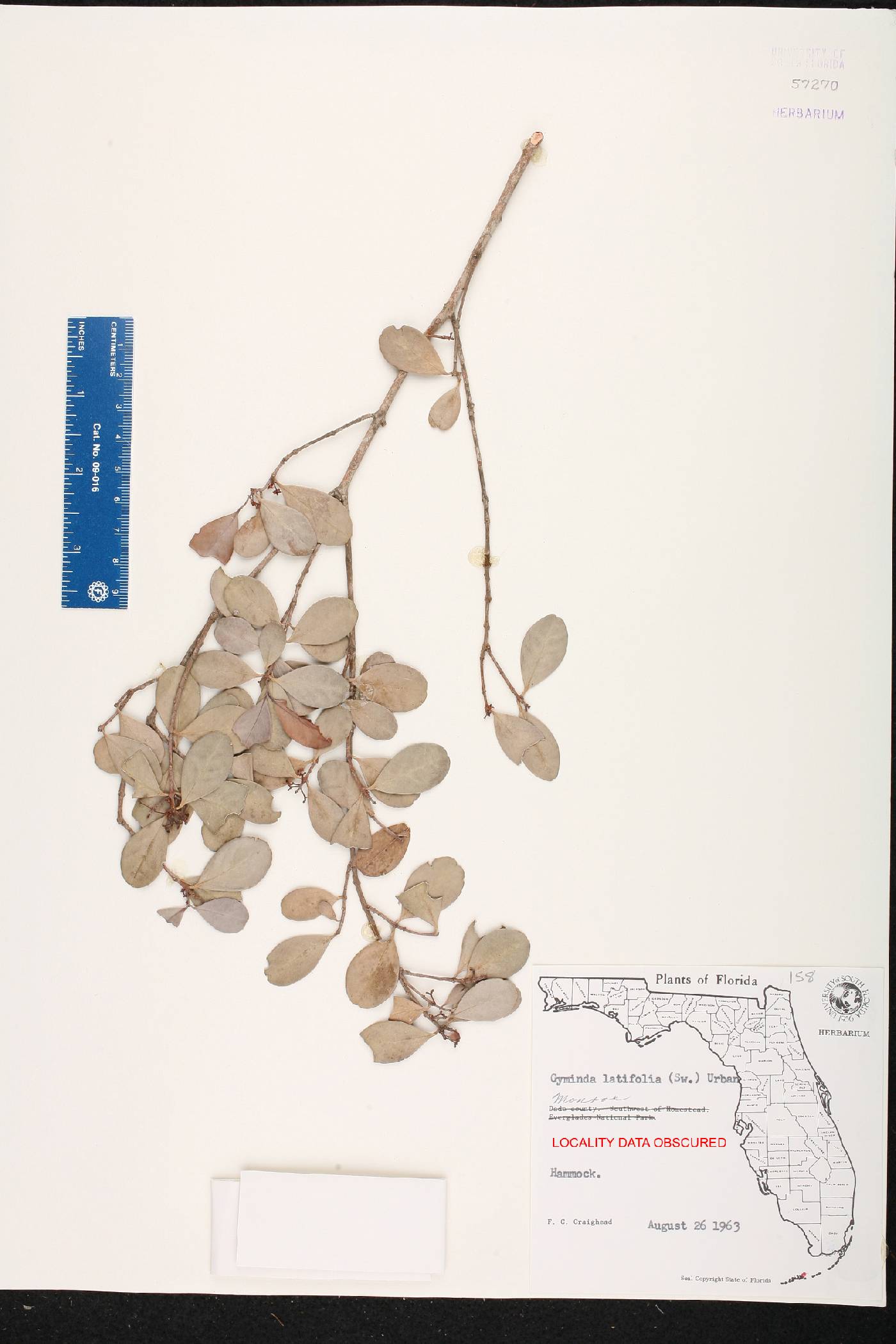 Gyminda latifolia image