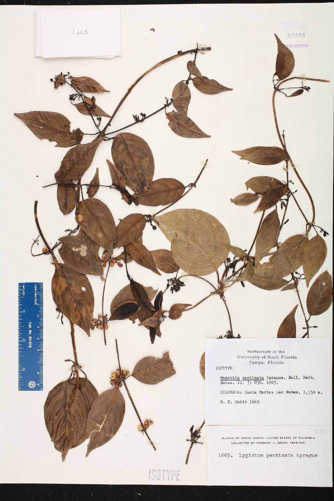 Manettia pectinata image