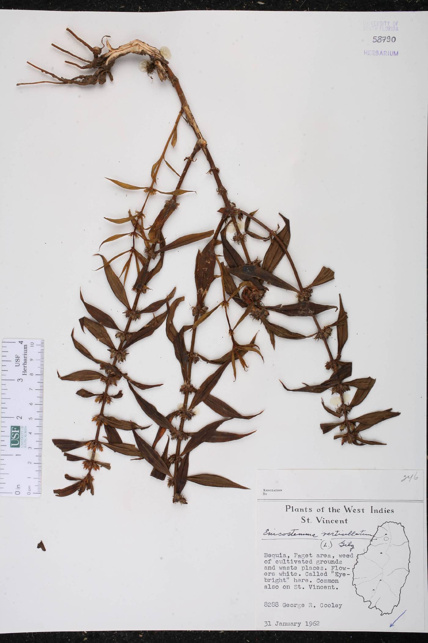 Enicostema verticillatum image