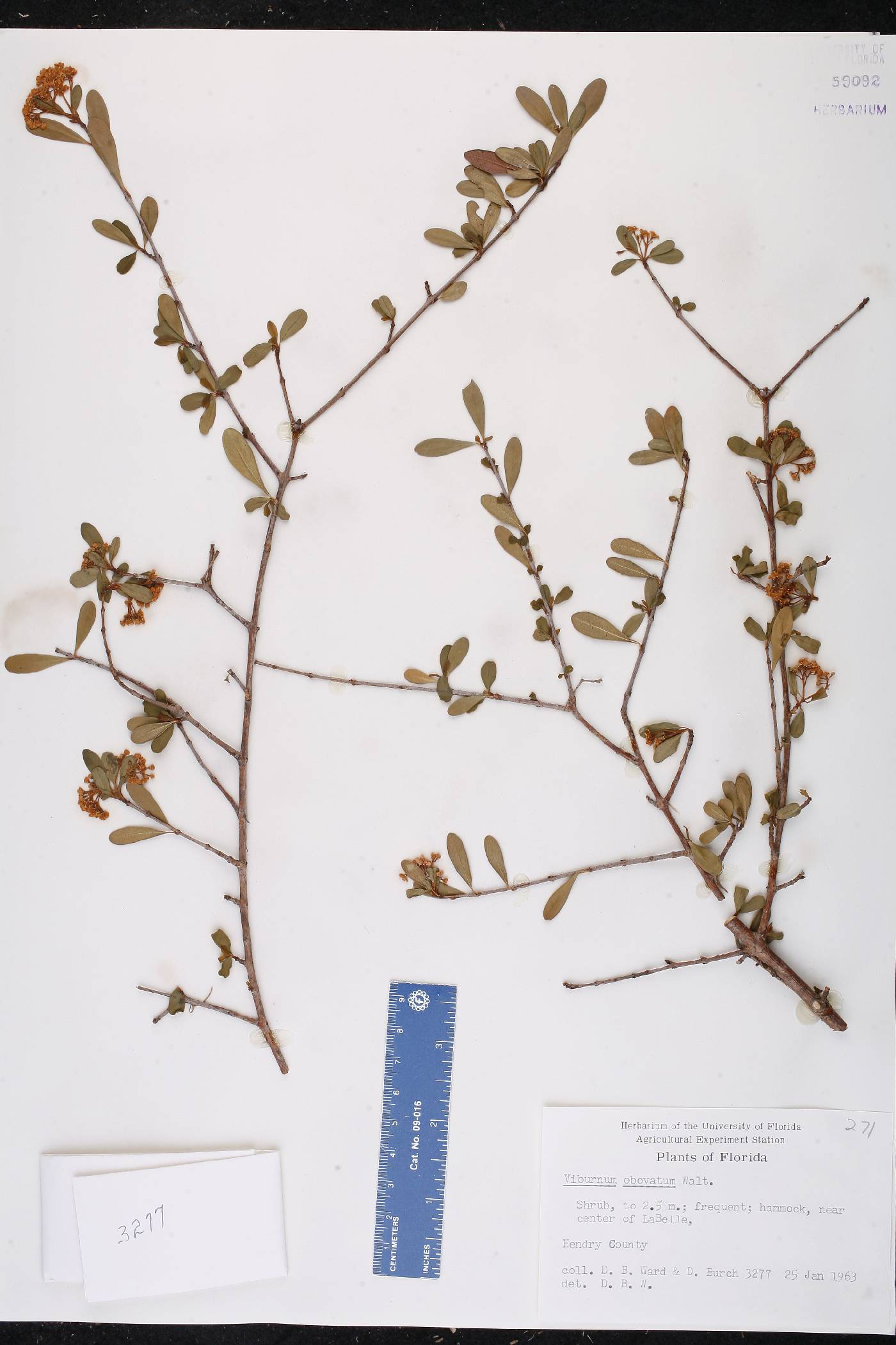 Viburnum obovatum image