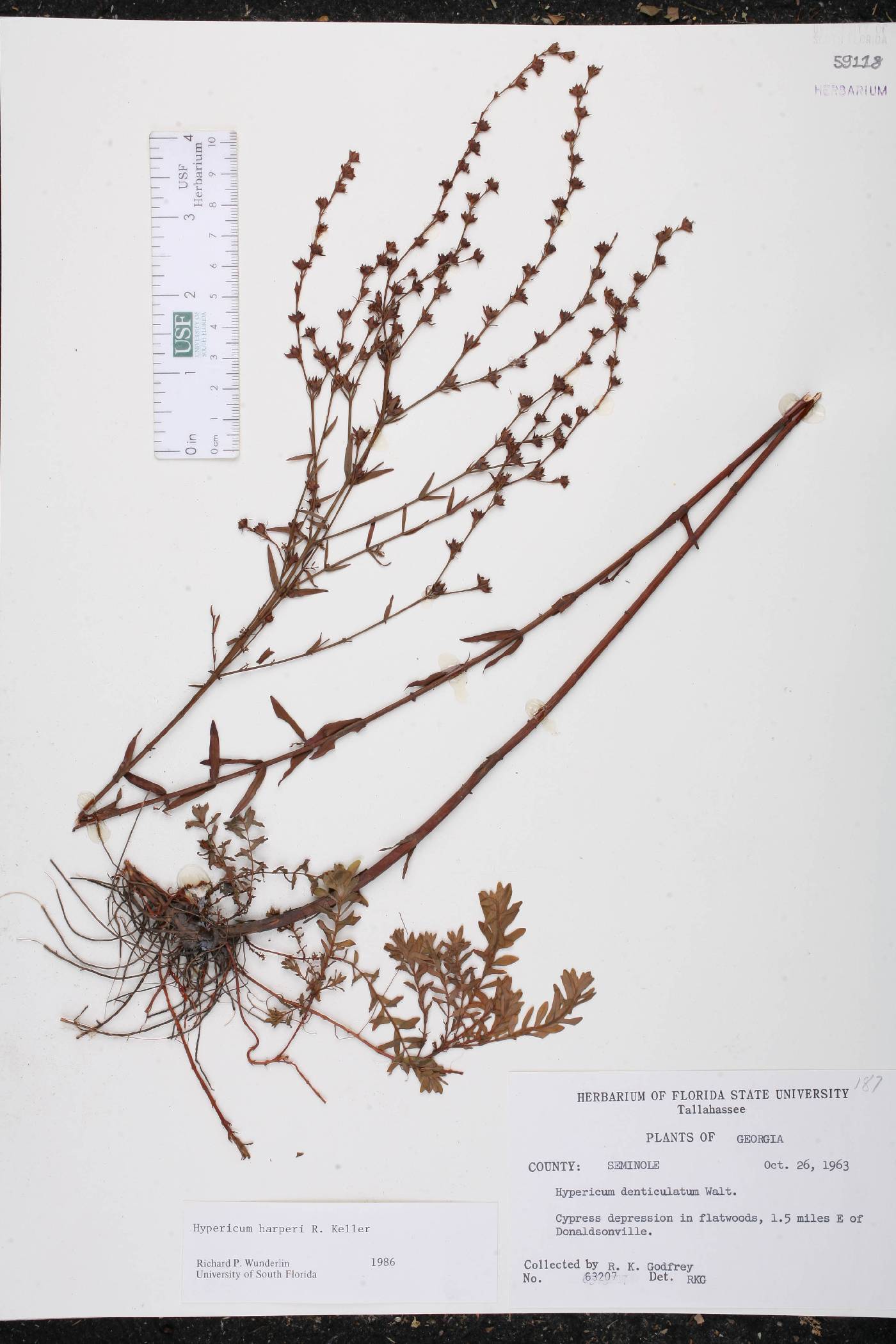 Hypericum harperi image