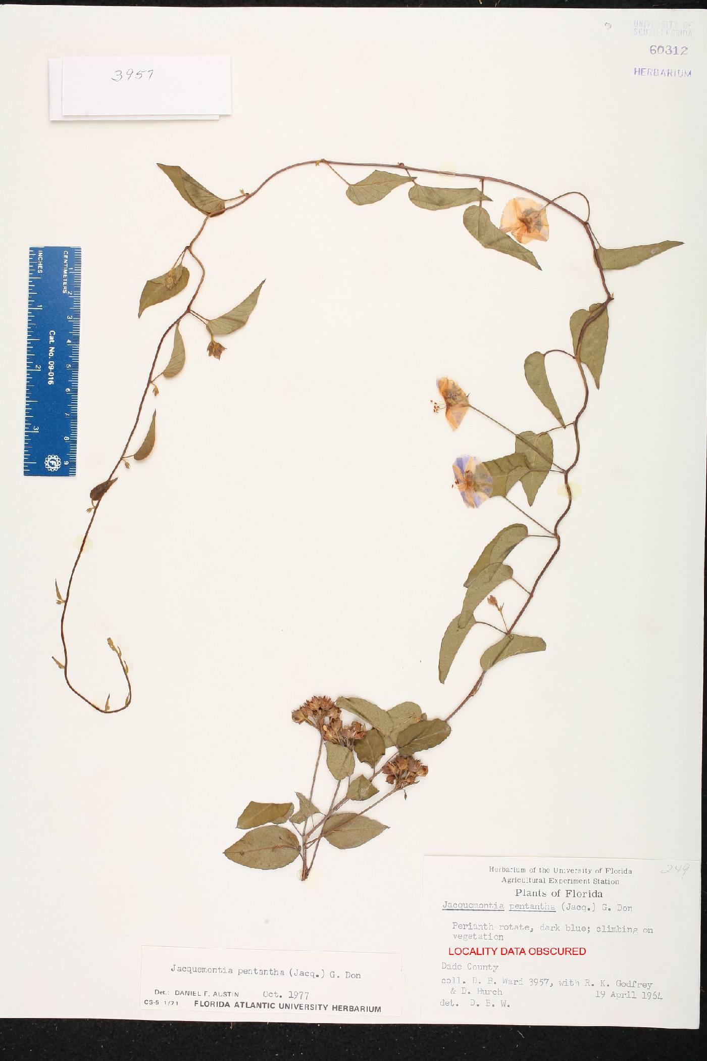 Jacquemontia pentanthos image