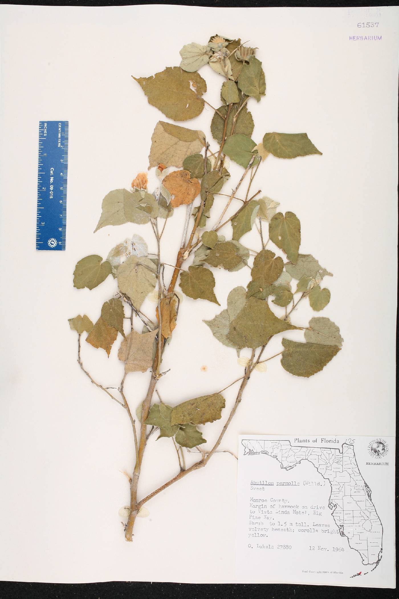 Abutilon permolle image