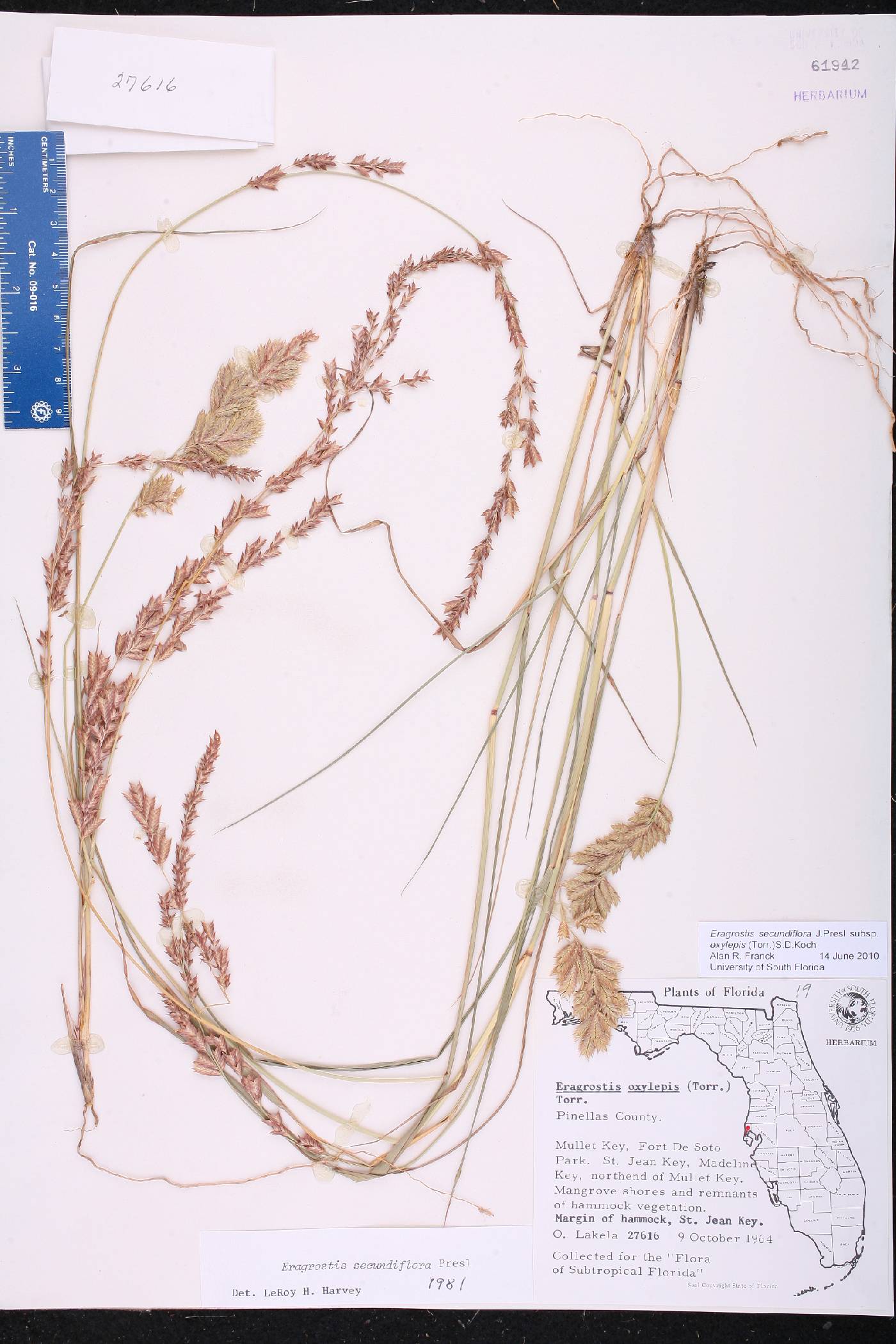 Eragrostis secundiflora subsp. oxylepis image