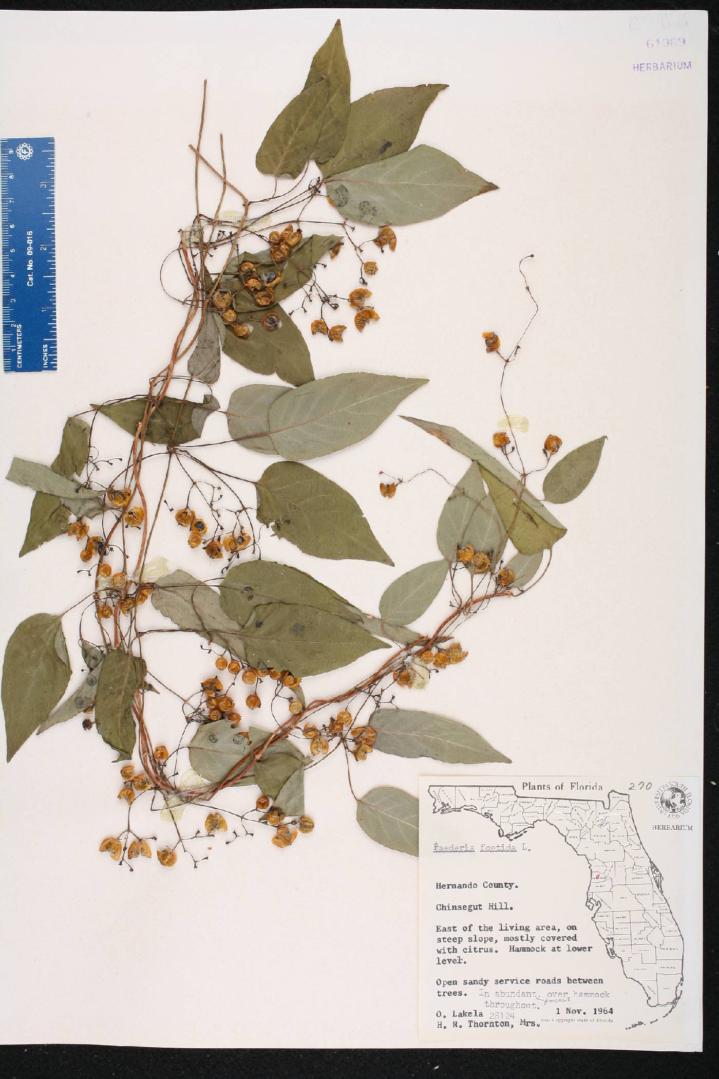 Paederia foetida image