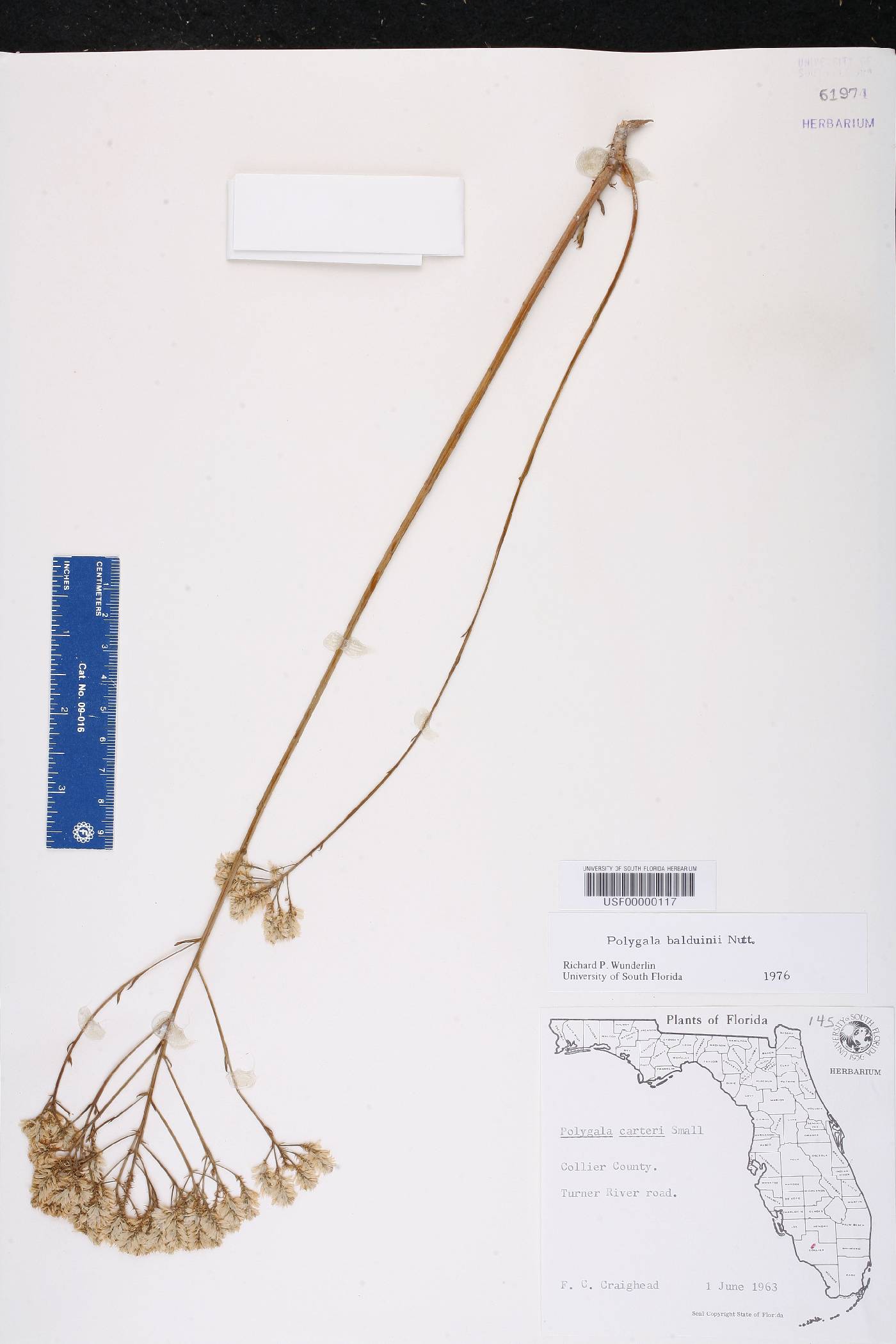 Polygala balduinii image