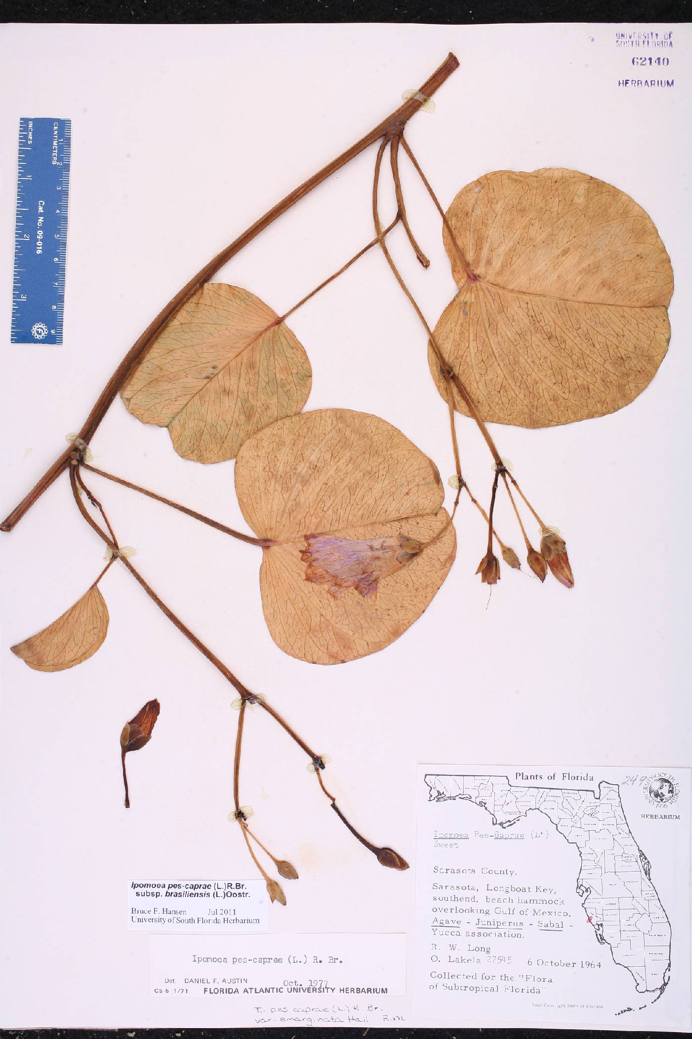 Ipomoea pes-caprae subsp. brasiliensis image