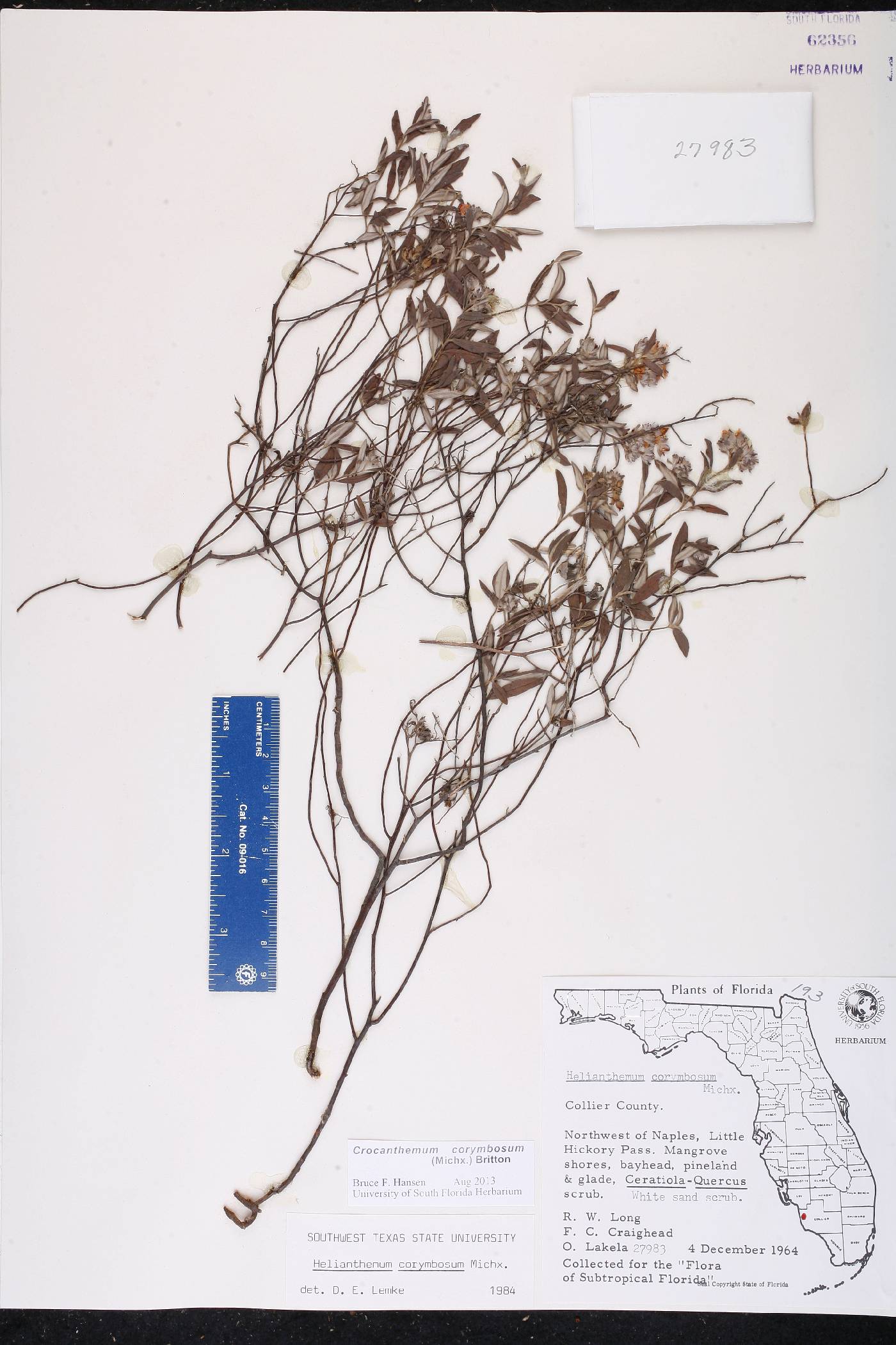 Crocanthemum corymbosum image