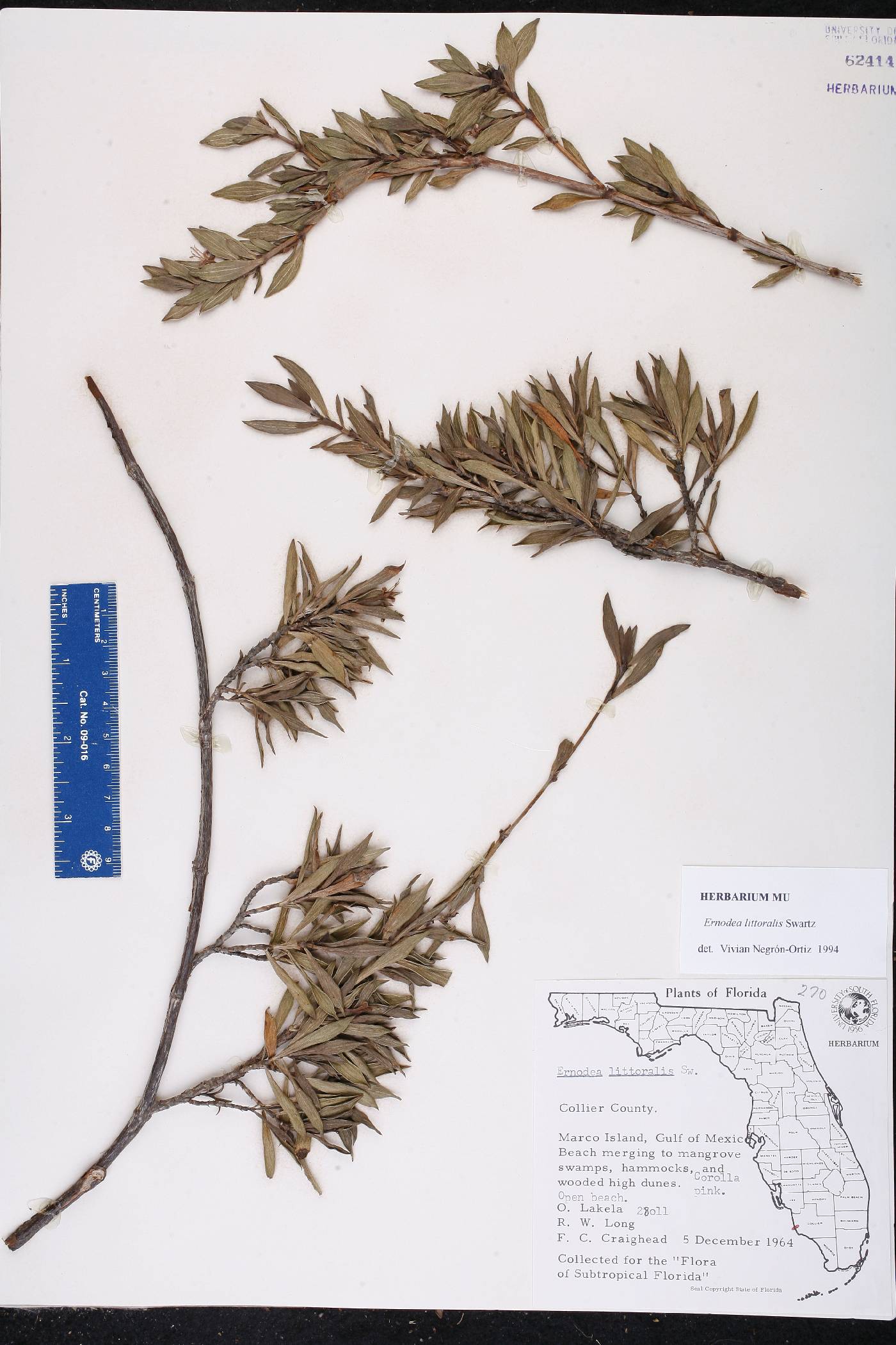 Ernodea littoralis image